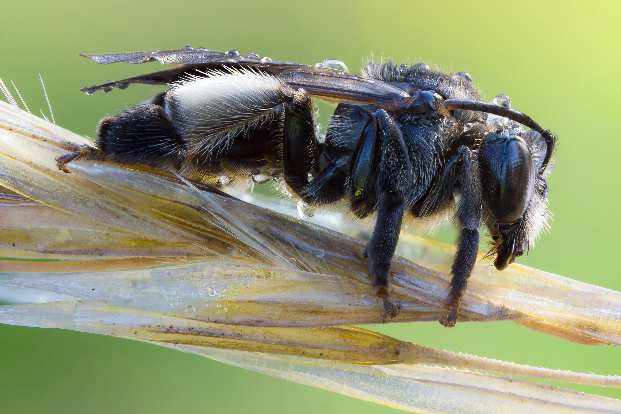 Sony Alpha NEX-7 + 65mm F2.8 sample photo. Female macropis photography