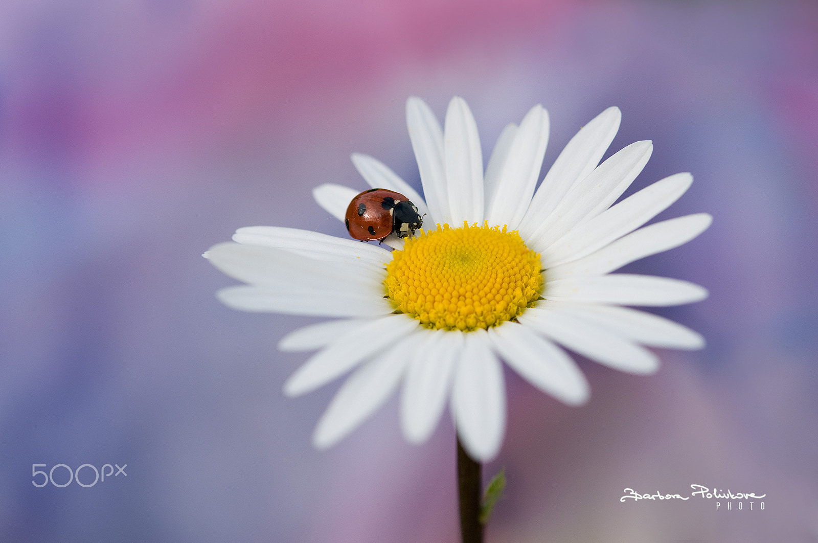Nikon AF-S Micro-Nikkor 60mm F2.8G ED sample photo. Spring love photography