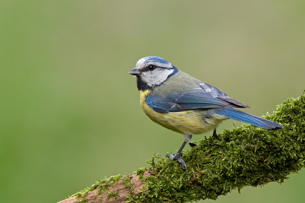 Canon EOS 50D + Canon EF 500mm F4L IS USM sample photo. Blue tit photography