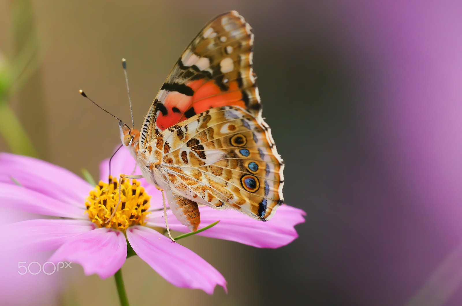 Sony SLT-A57 + Minolta AF 100mm F2.8 Macro [New] sample photo. The painted lady photography