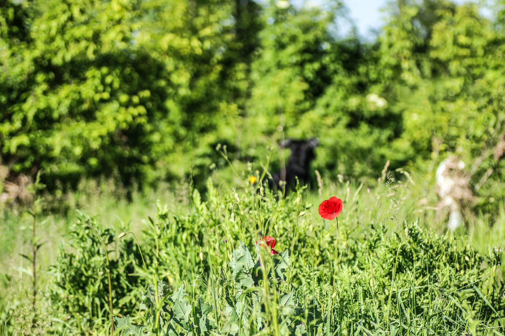 Canon EOS 700D (EOS Rebel T5i / EOS Kiss X7i) + Tamron SP AF 90mm F2.8 Di Macro sample photo. Flowers & dog photography