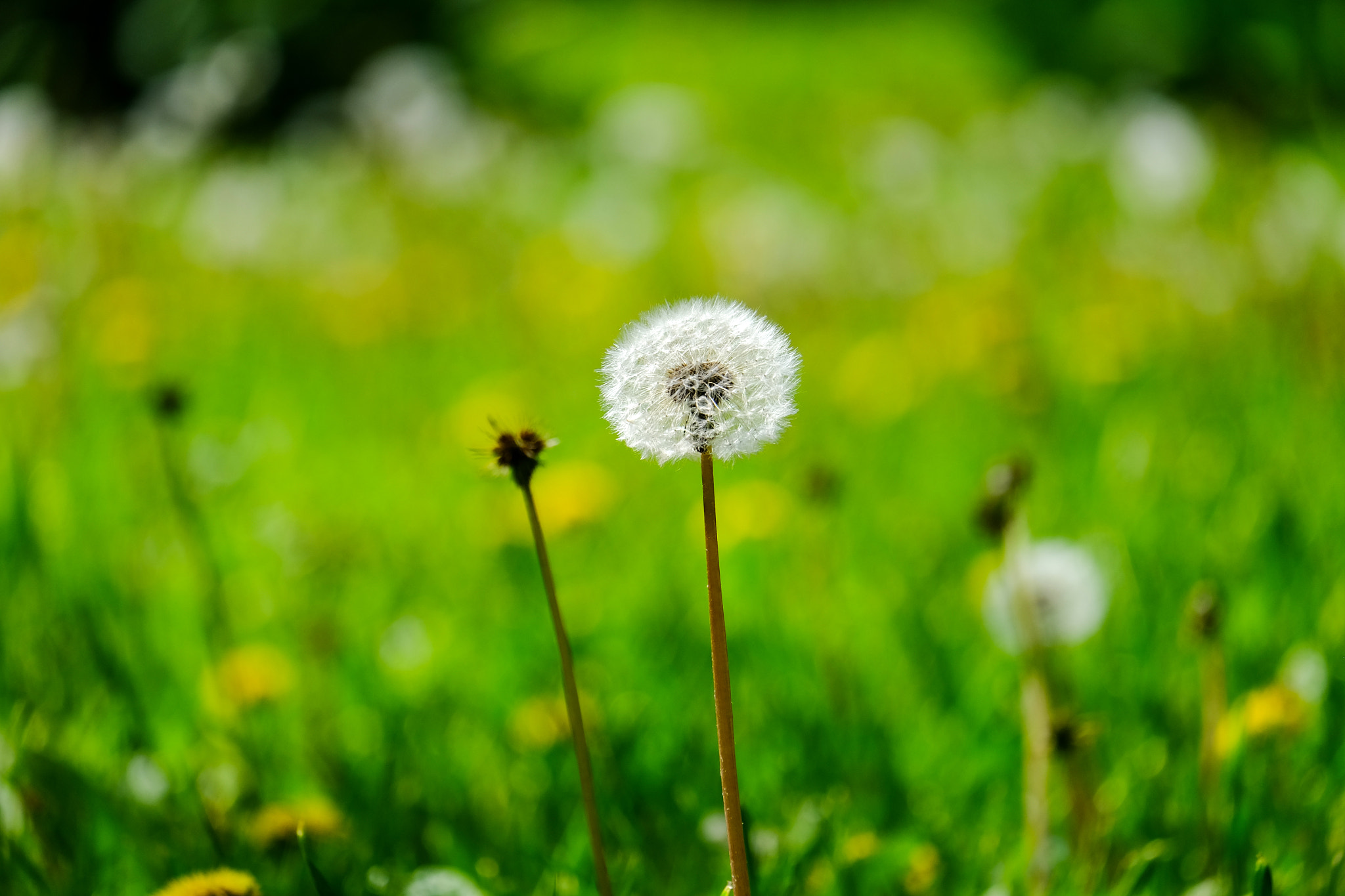 Fujifilm X-E2 + Fujifilm XC 50-230mm F4.5-6.7 OIS sample photo. White flower photography