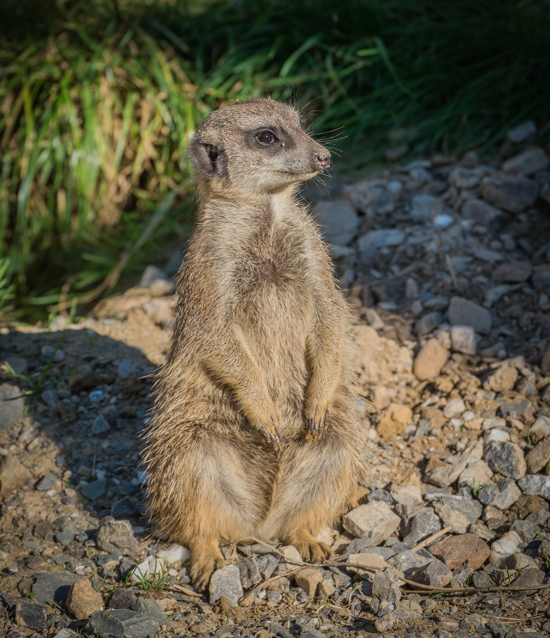 Fujifilm X-M1 + Fujifilm XC 50-230mm F4.5-6.7 OIS sample photo. Erdmännchen photography