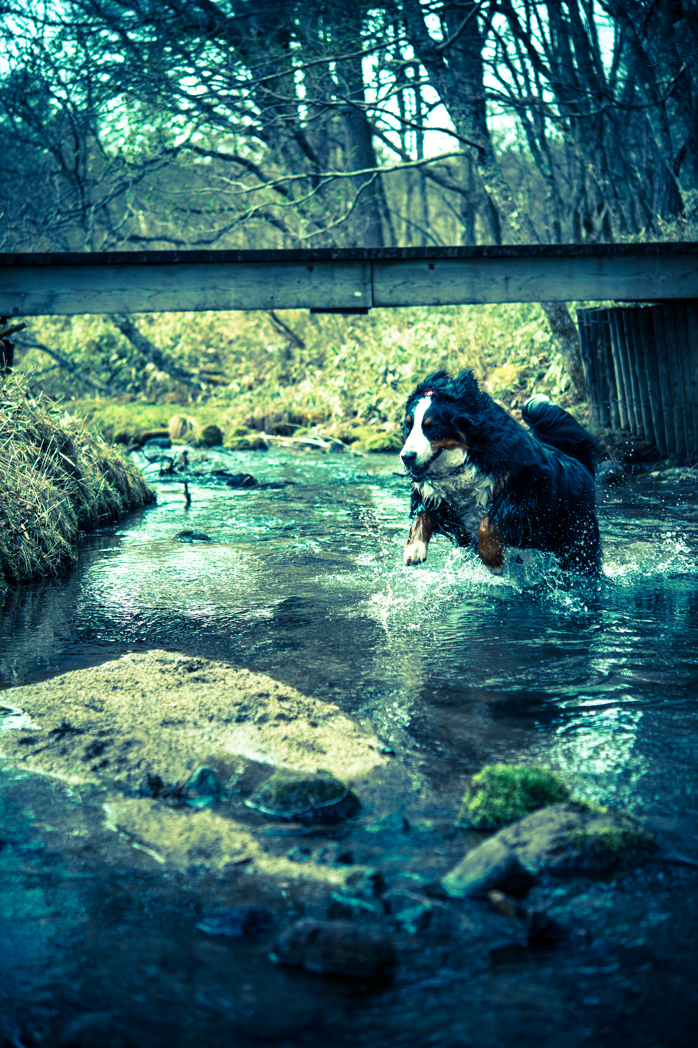 Nikon AF-S Micro-Nikkor 60mm F2.8G ED sample photo. Cross the river photography
