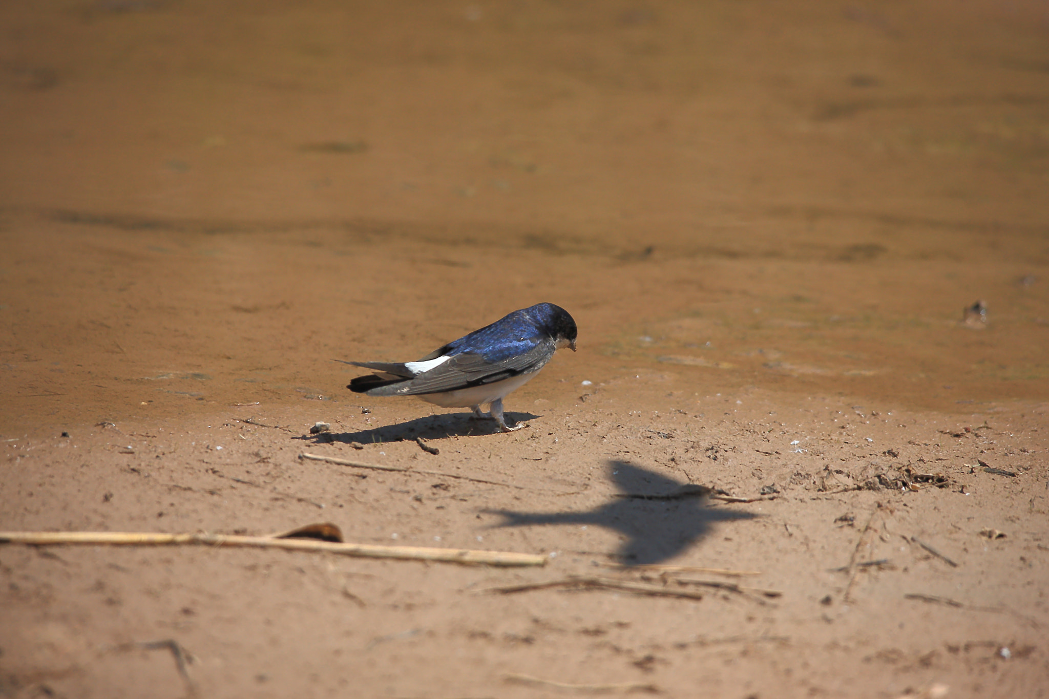 Sigma 150-500mm F5-6.3 DG OS HSM sample photo. Swalow photography