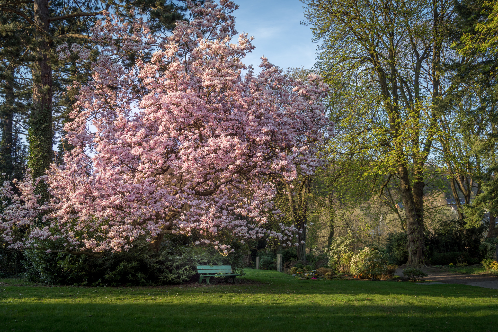 Sony SLT-A68 sample photo. A park photography