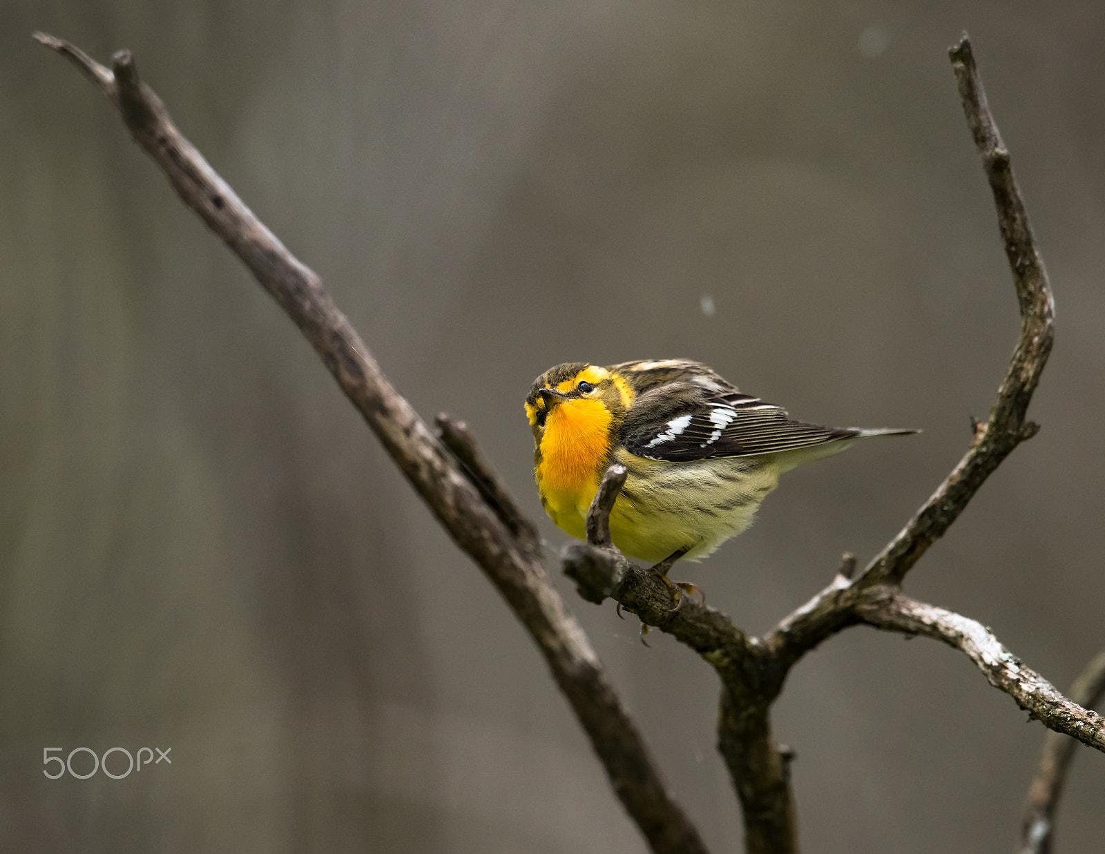 Nikon AF-S Nikkor 500mm F4E FL ED VR sample photo. Blackburnian warbler photography