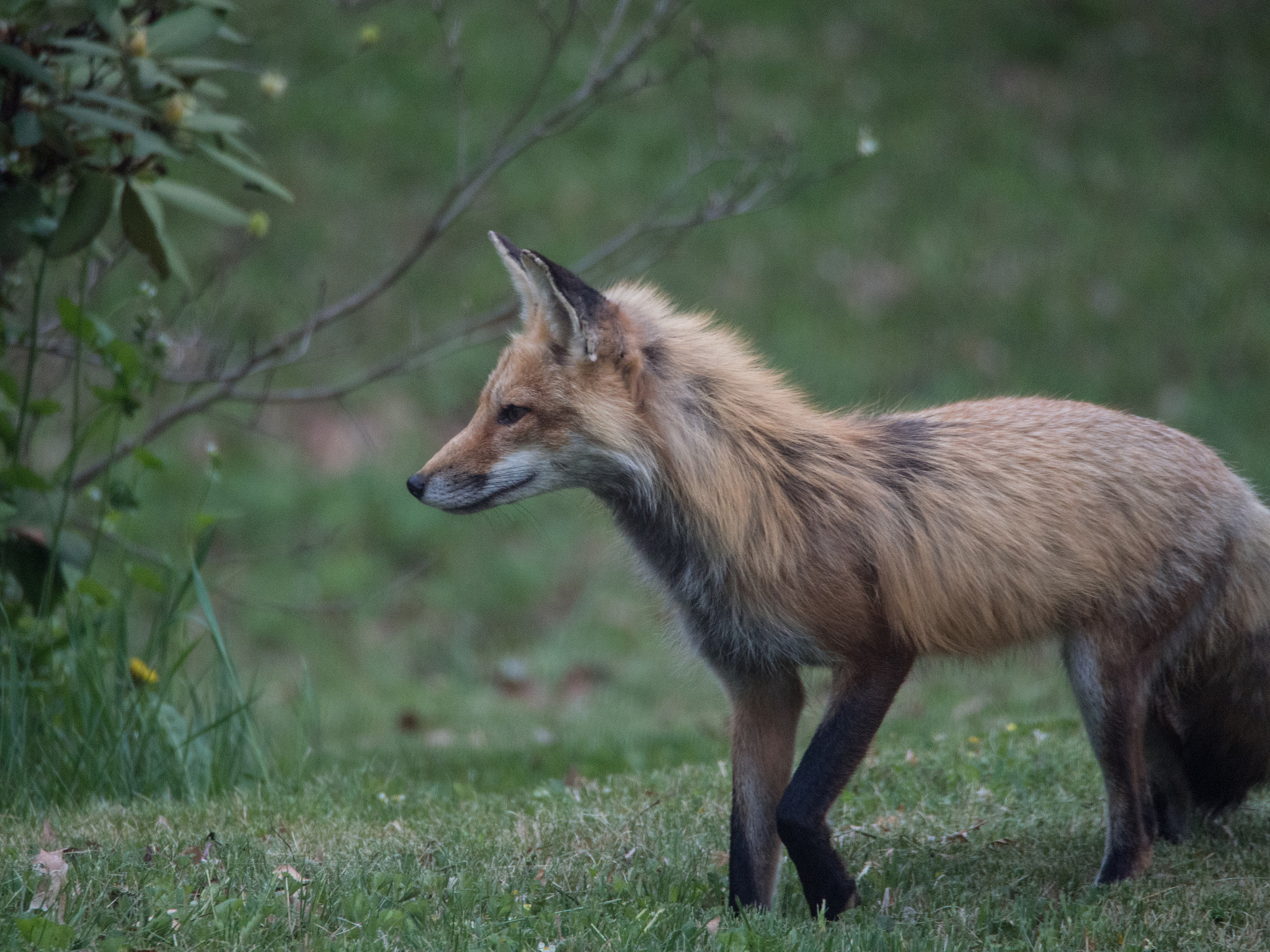 Olympus PEN E-P5 sample photo. Red fox photography