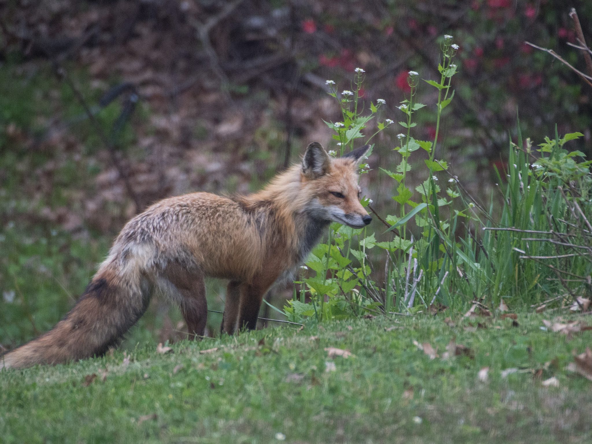 Olympus PEN E-P5 sample photo. Red fox photography