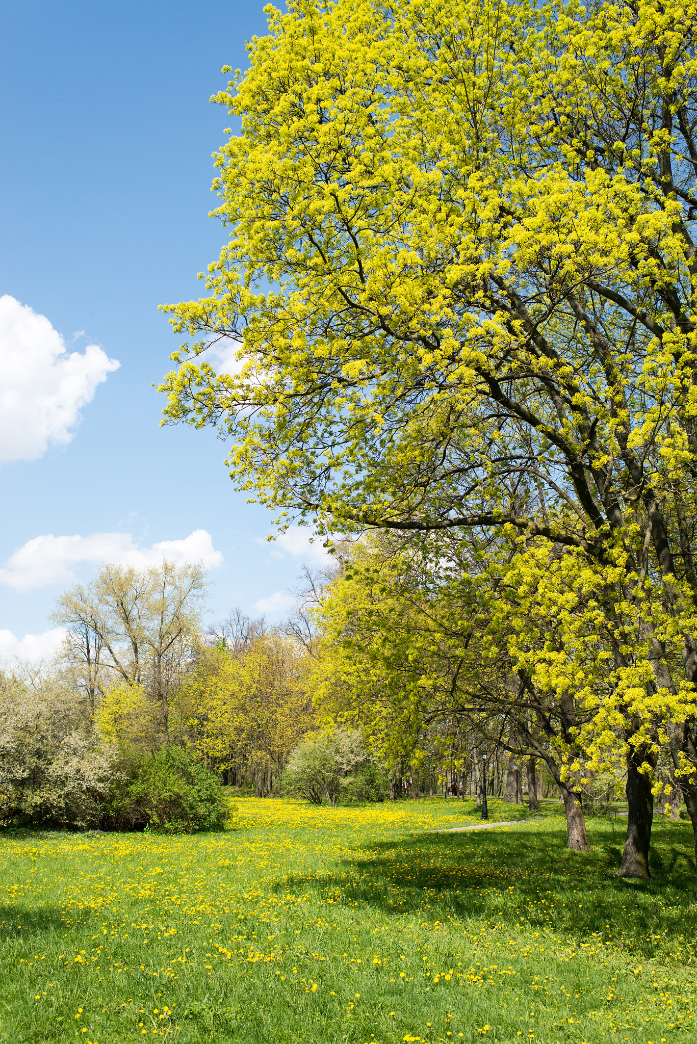 Nikon D800E + Nikon AF-S Nikkor 35mm F1.4G sample photo. Spring landscape photography