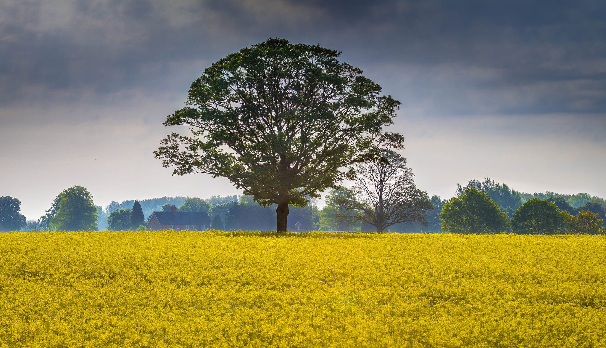 Canon EF 100-400mm F4.5-5.6L IS USM sample photo. Oil seed rape photography