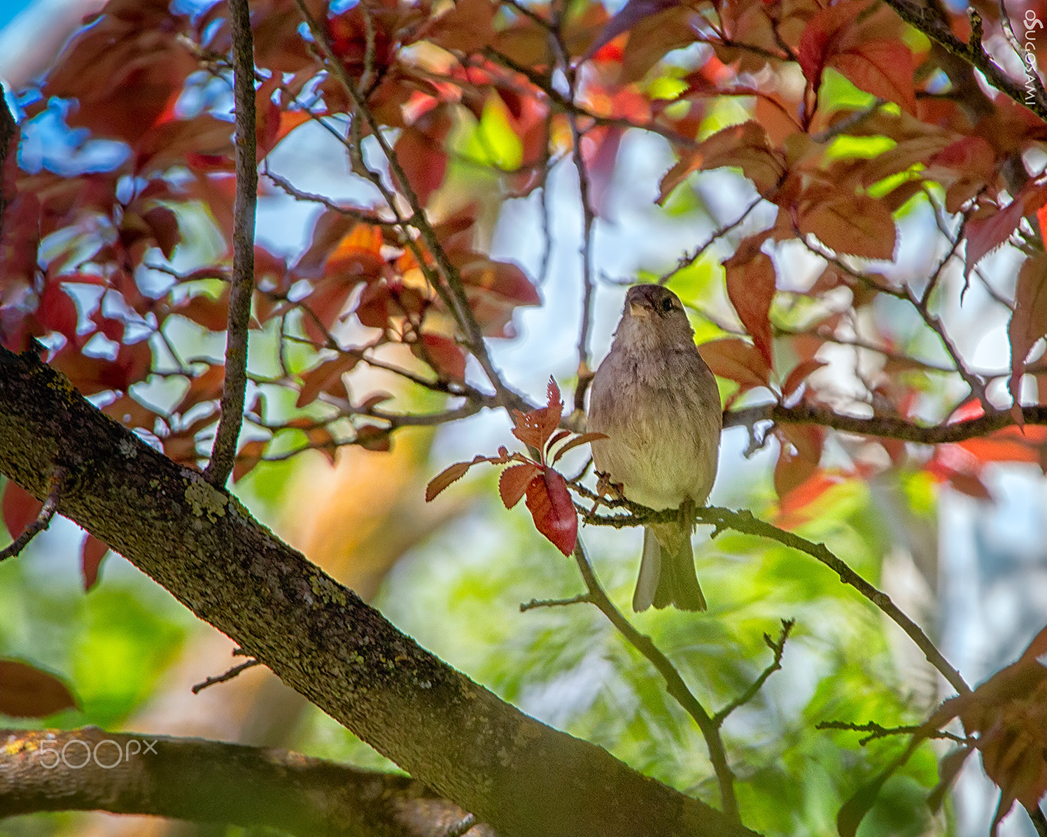 Sigma 50-500mm f/4-6.3 APO HSM EX sample photo. A la sombra photography