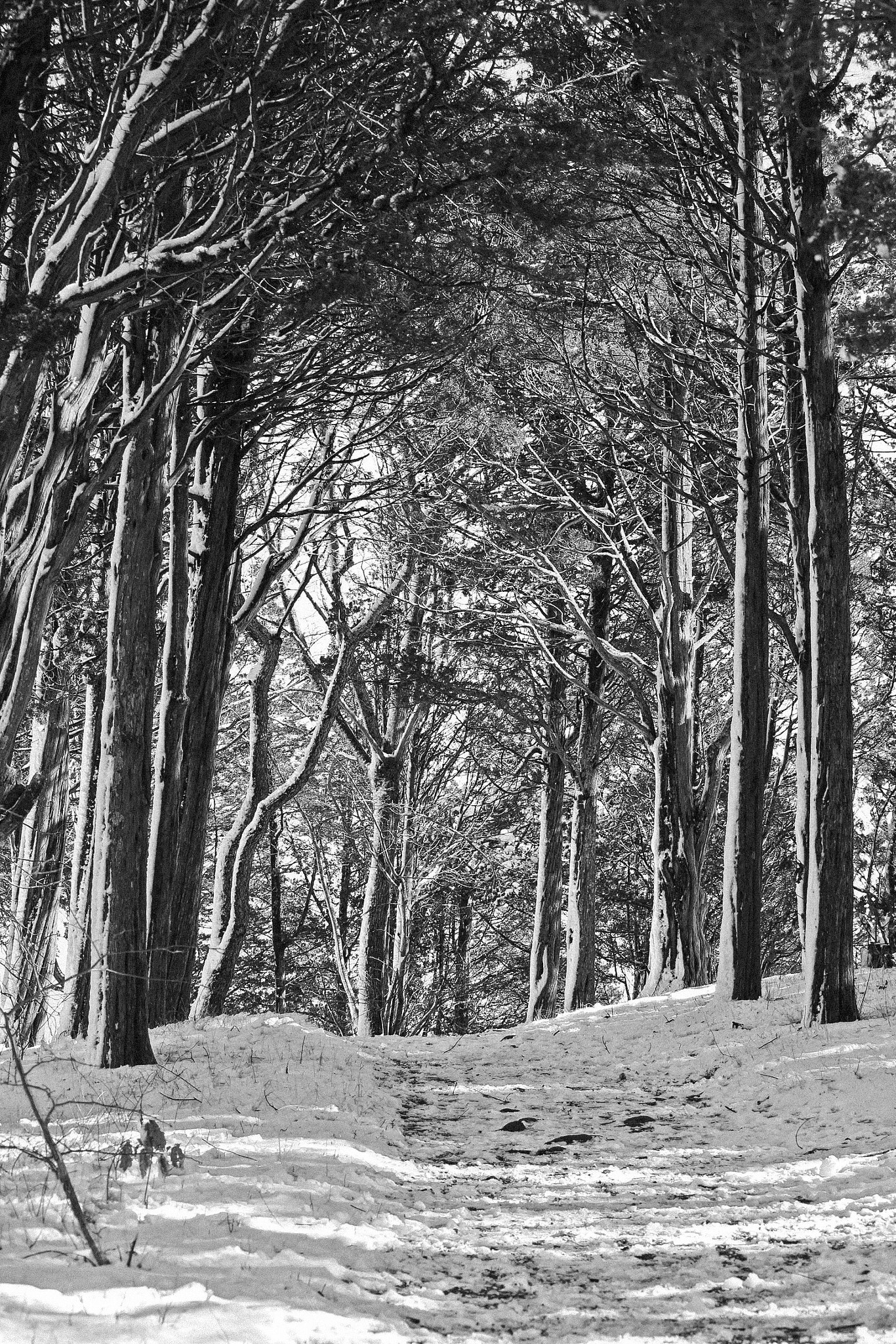 Apple iPhone sample photo. All paths lead somewhere! photography