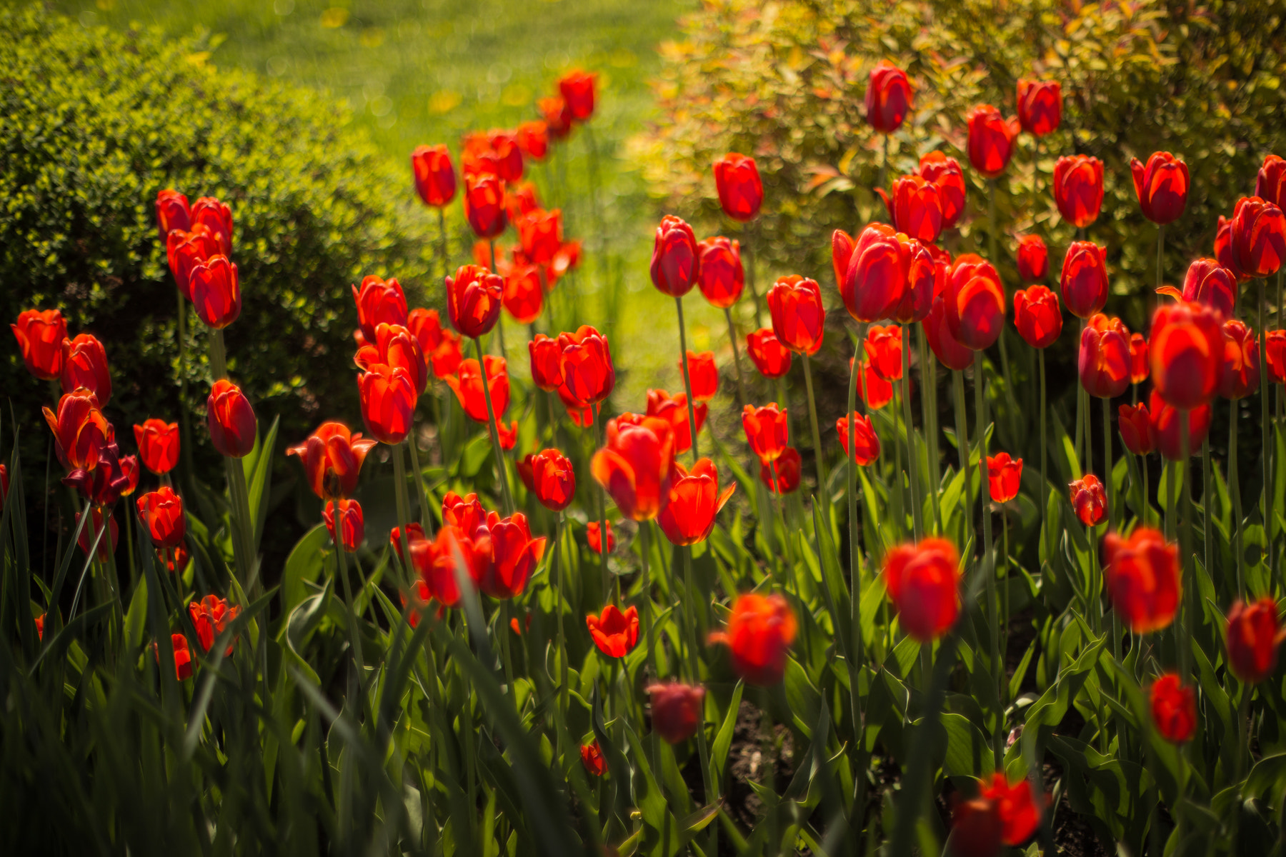 Canon EF 28-80mm f/3.5-5.6 sample photo. May tulips 1 photography