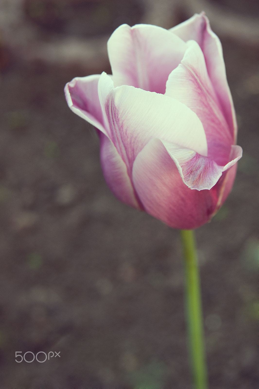 Sony Alpha DSLR-A390 + Sony DT 18-55mm F3.5-5.6 SAM sample photo. Tulip photography