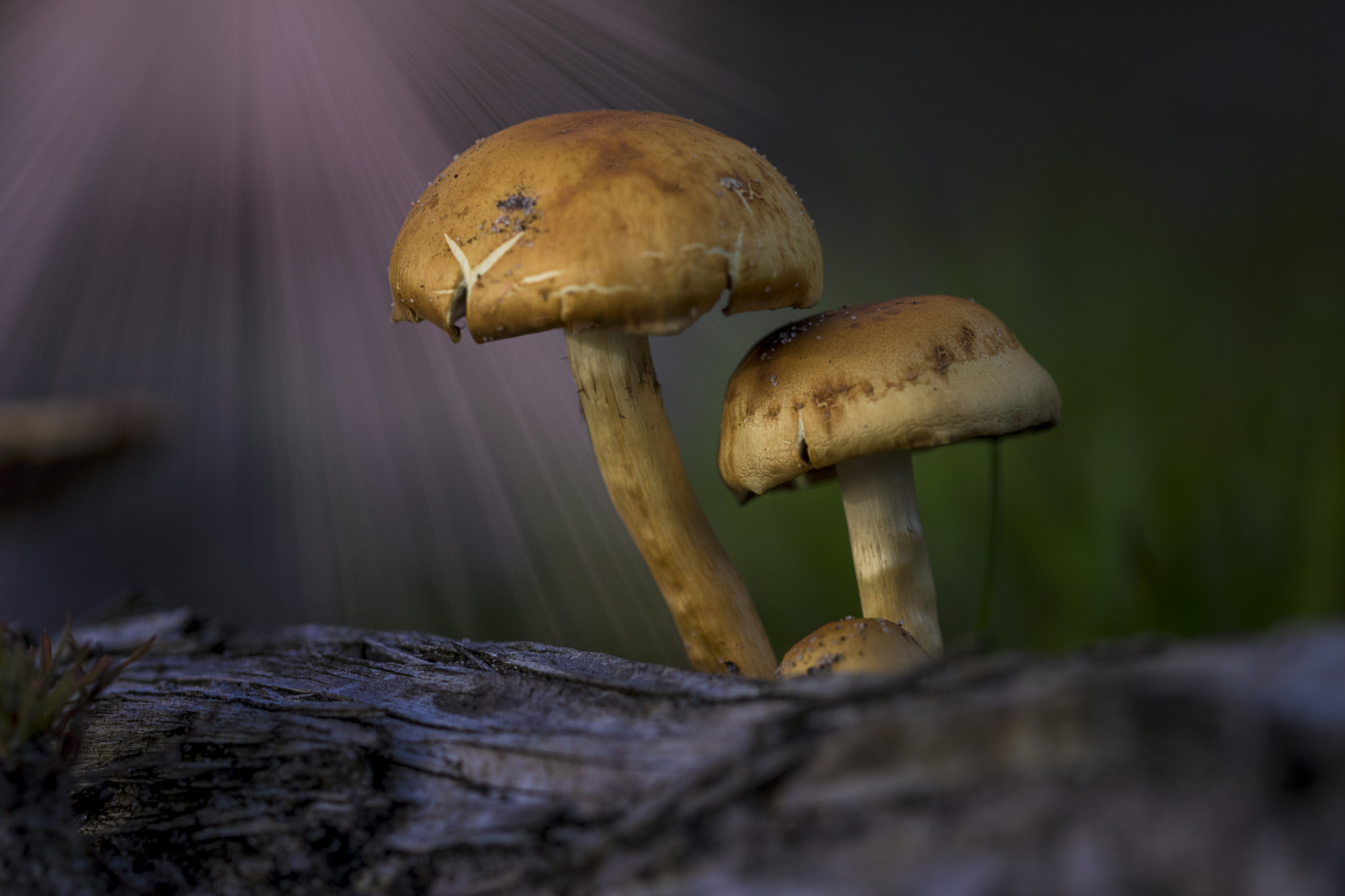 Sony ILCA-77M2 + 105mm F2.8 sample photo. Mushrooms photography