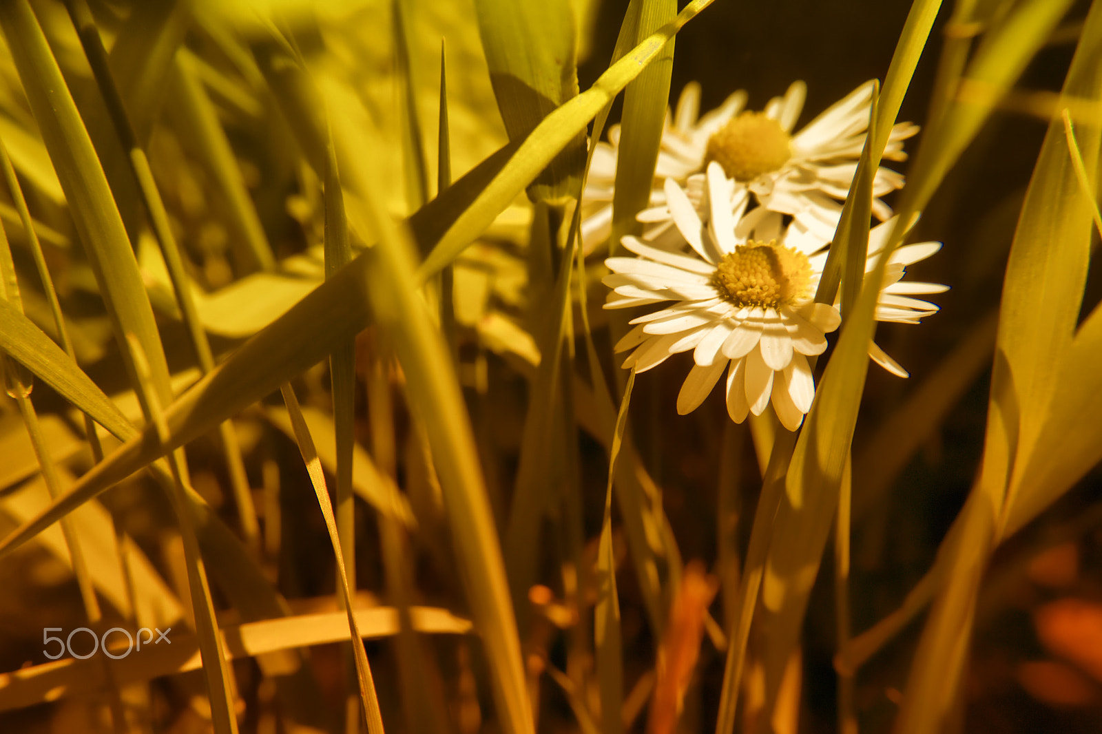 Samsung NX 20-50mm F3.5-5.6 ED sample photo. Chamomile photography