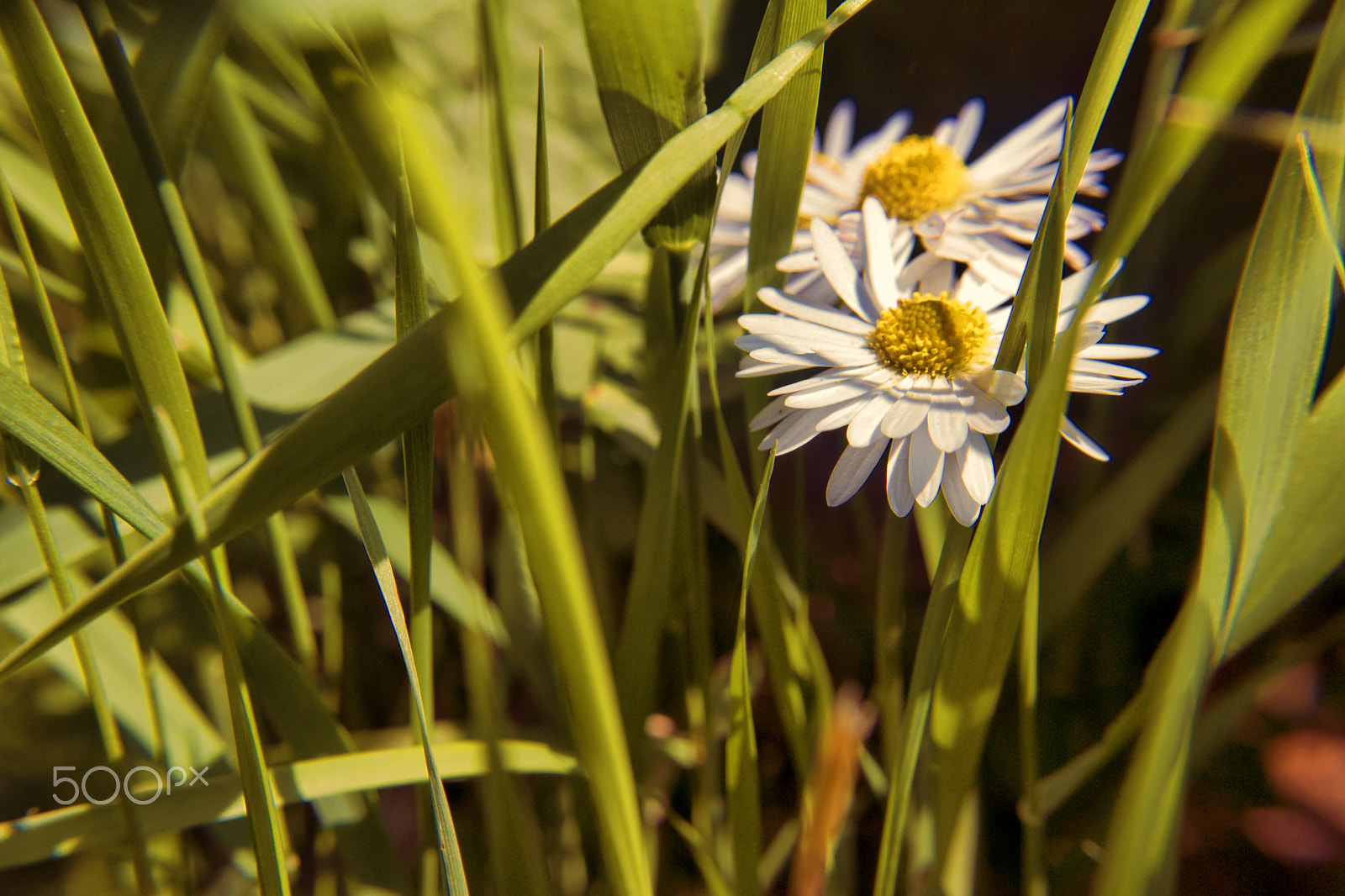 Samsung NX1100 sample photo. Chamomile photography