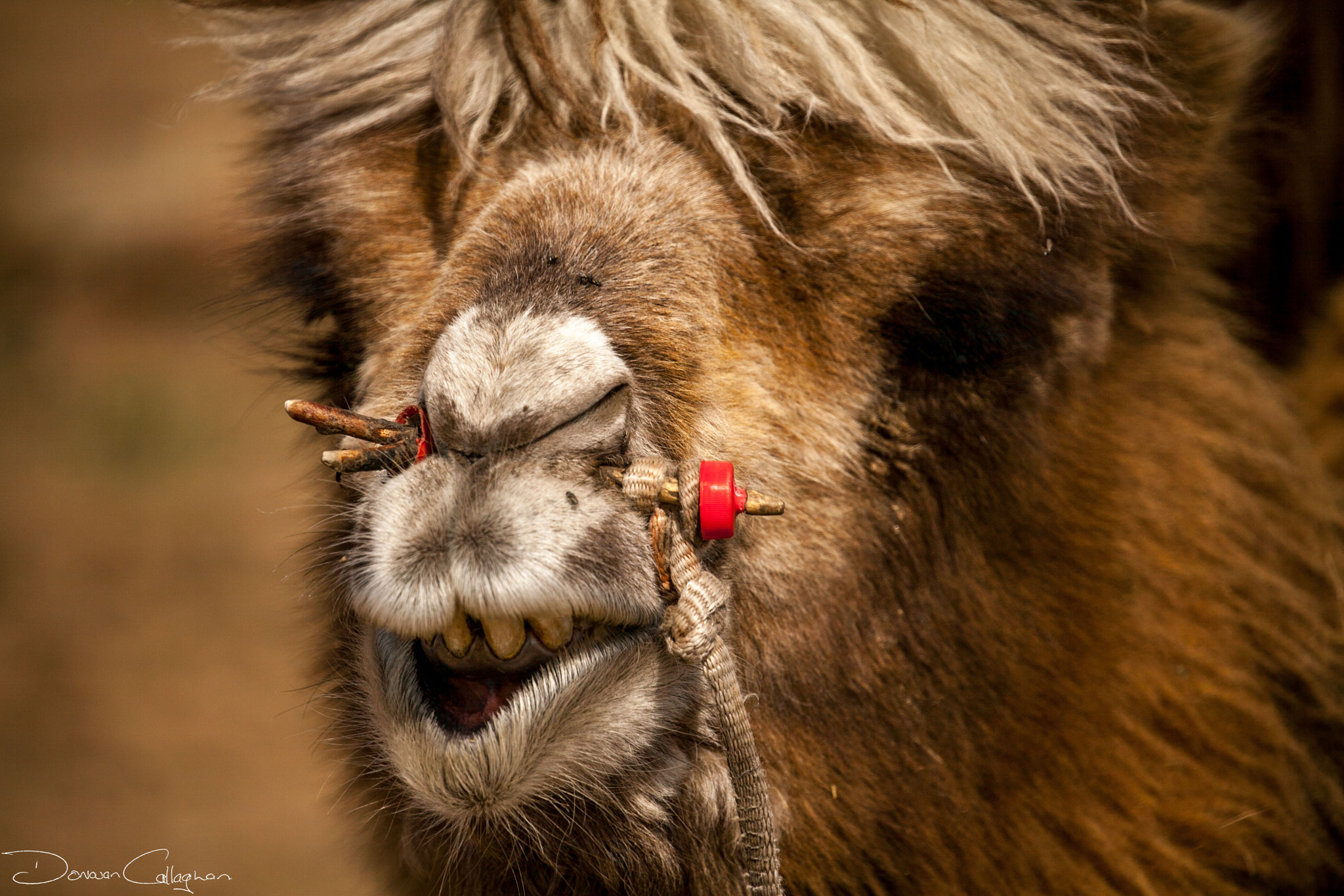 Canon EF 100-400mm F4.5-5.6L IS II USM sample photo. Bactrian camel mongolia photography