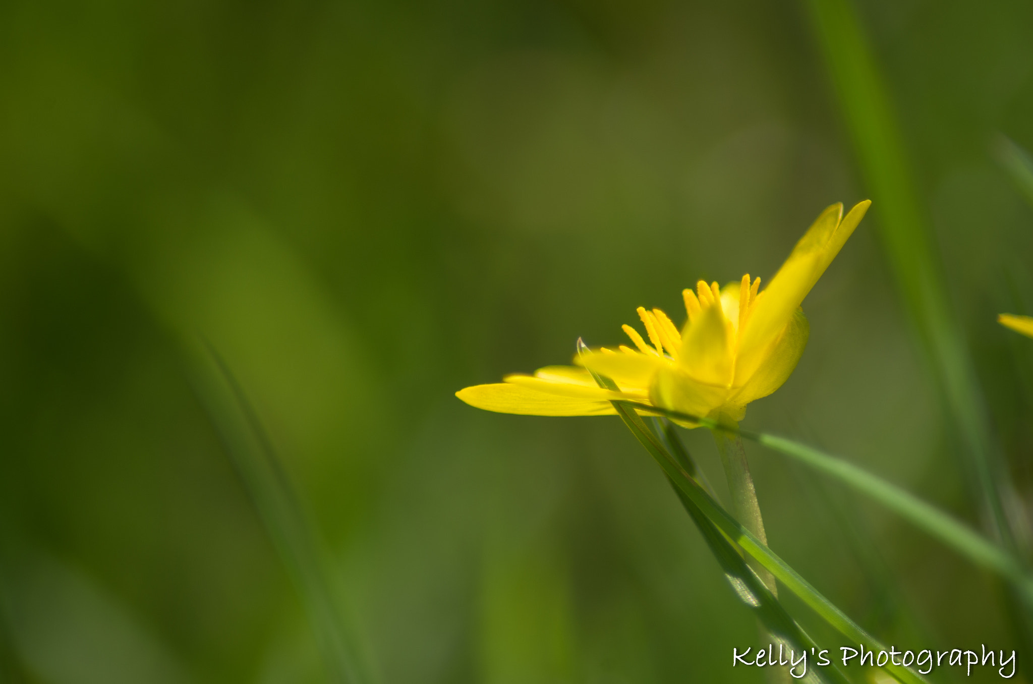 Pentax K-50 + Tamron AF 70-300mm F4-5.6 Di LD Macro sample photo. Buttercup photography