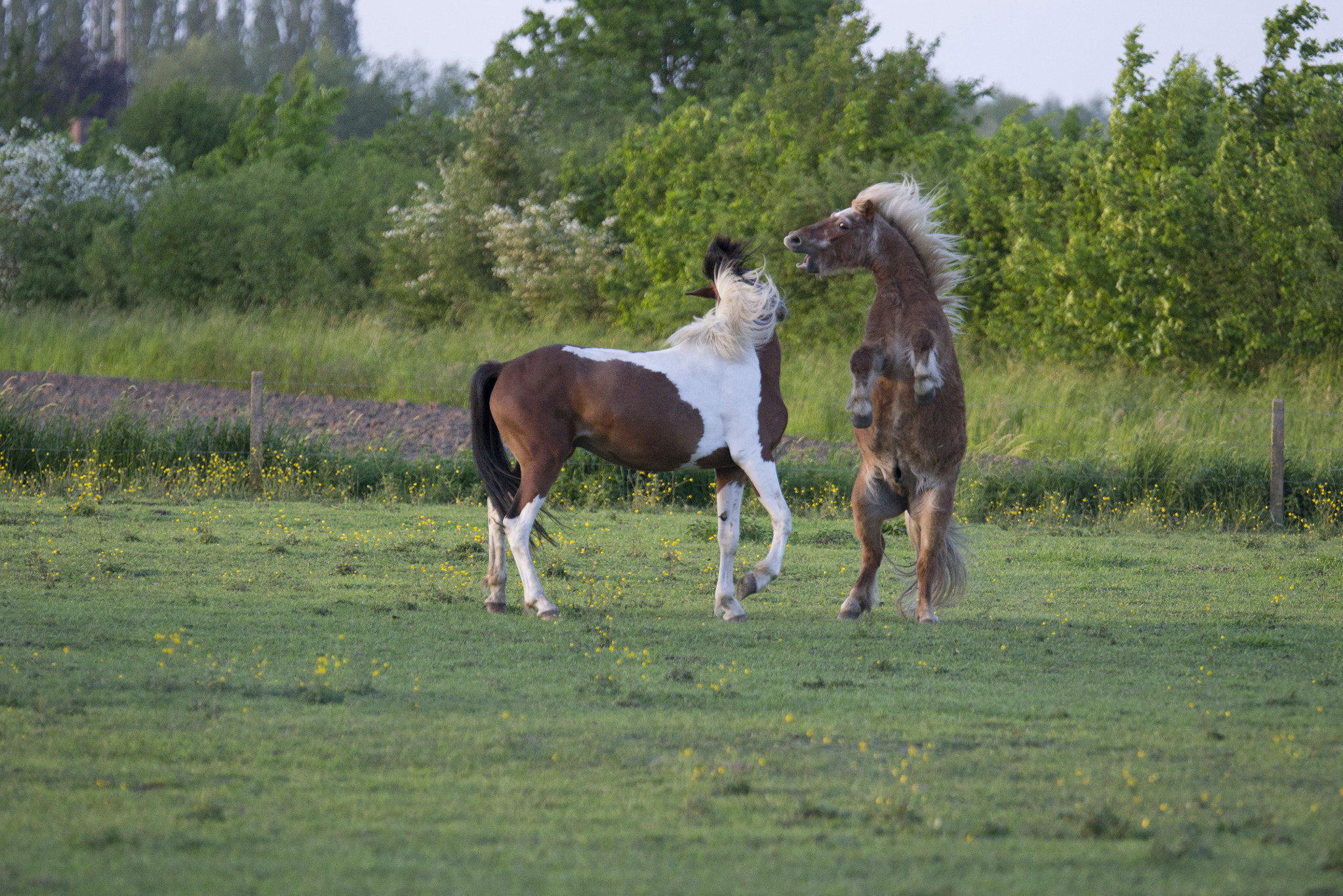 Nikon D3100 sample photo. Pony_ftw.jpg photography