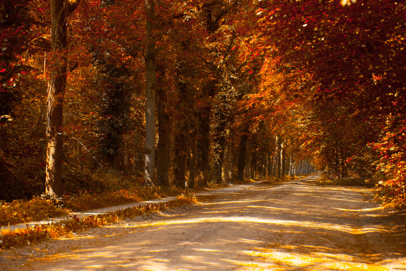 Nikon D3X sample photo. Autumn forest in early summer photography