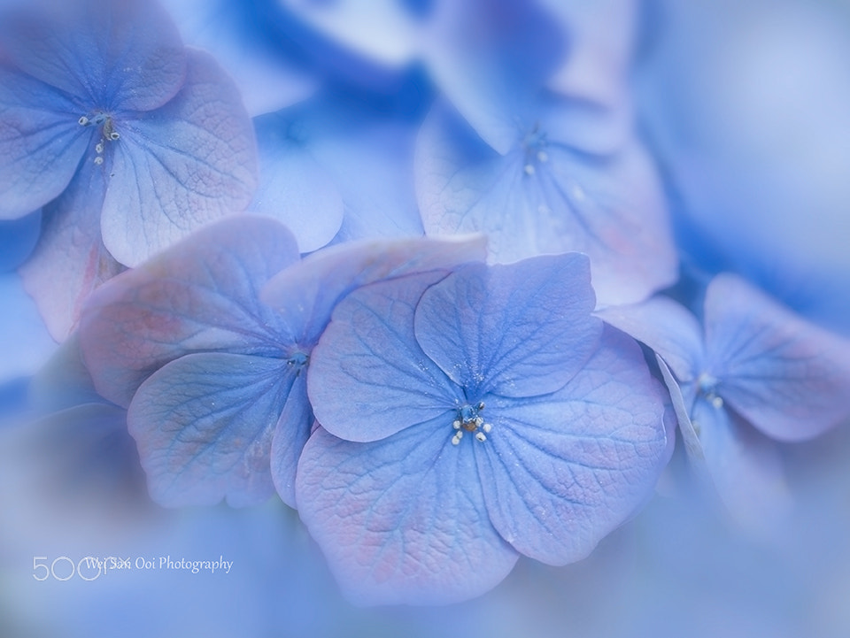 Panasonic Leica DG Macro-Elmarit 45mm F2.8 ASPH OIS sample photo. Hydrangea 07 photography