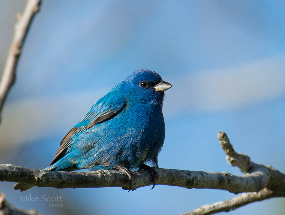 Nikon AF-S Nikkor 300mm F2.8G ED VR II sample photo. Indigo bunting photography