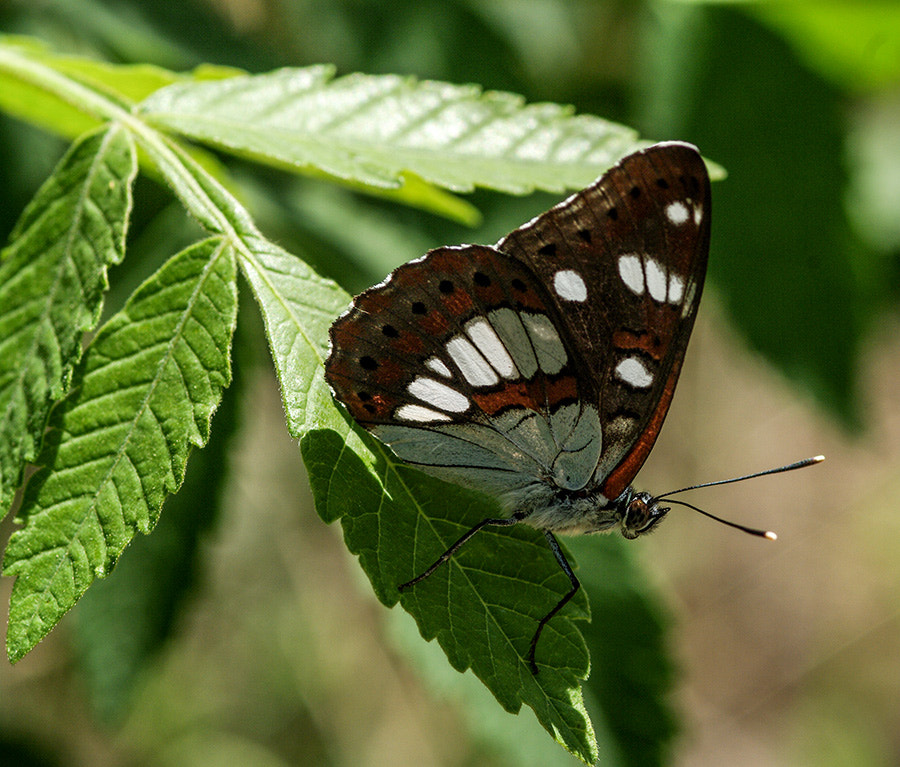 Pentax K20D + smc PENTAX-FA Macro 100mm F2.8 sample photo. Buterfly photography