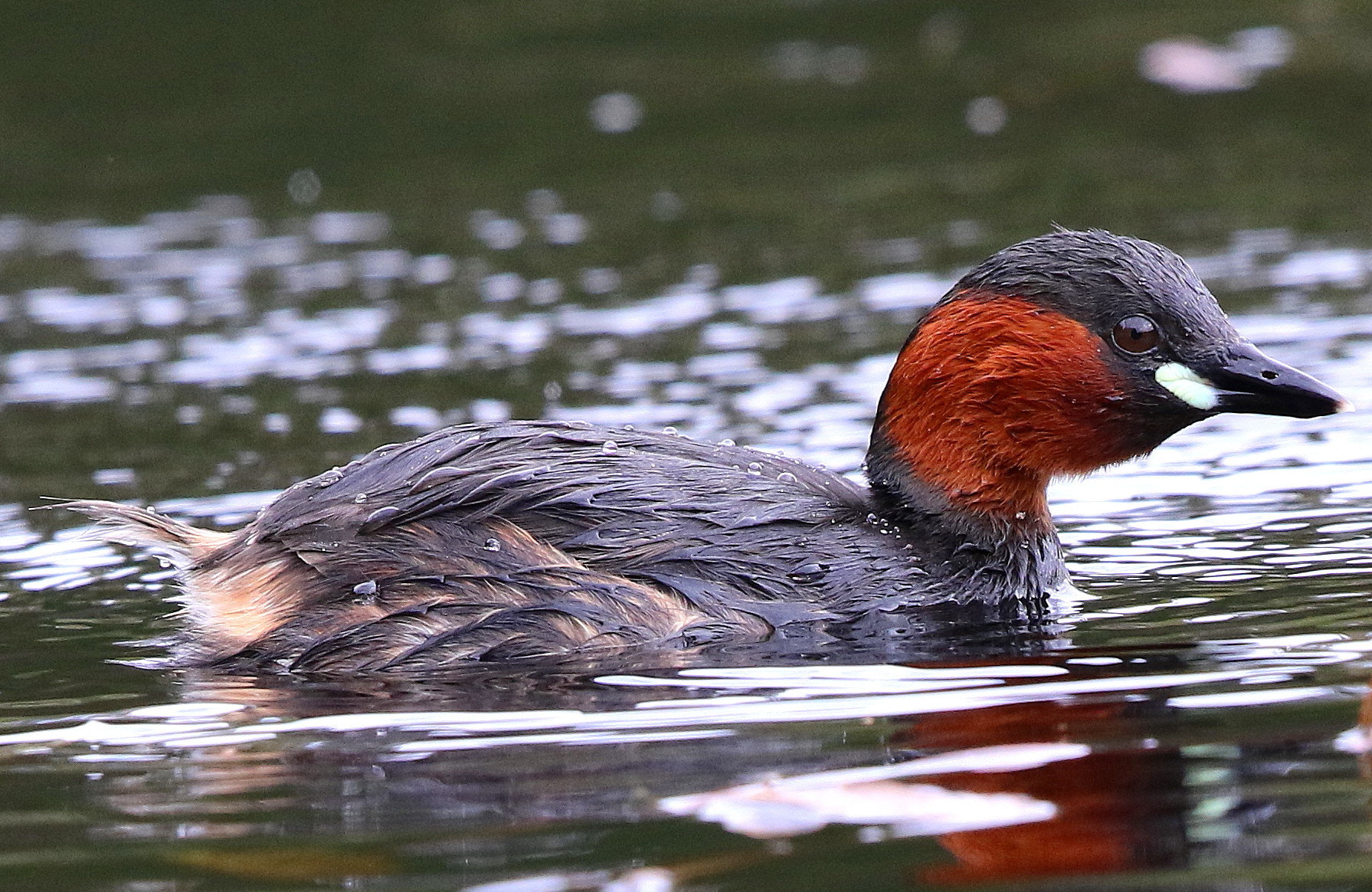 Canon EF 500mm F4L IS II USM sample photo. Little grebe photography