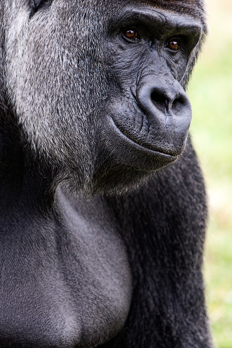 Canon EF 70-200mm F2.8L IS USM sample photo. Thoughtful photography