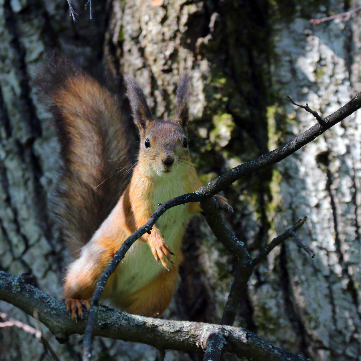 Canon EF 70-300mm F4-5.6L IS USM sample photo. Squirrel photography