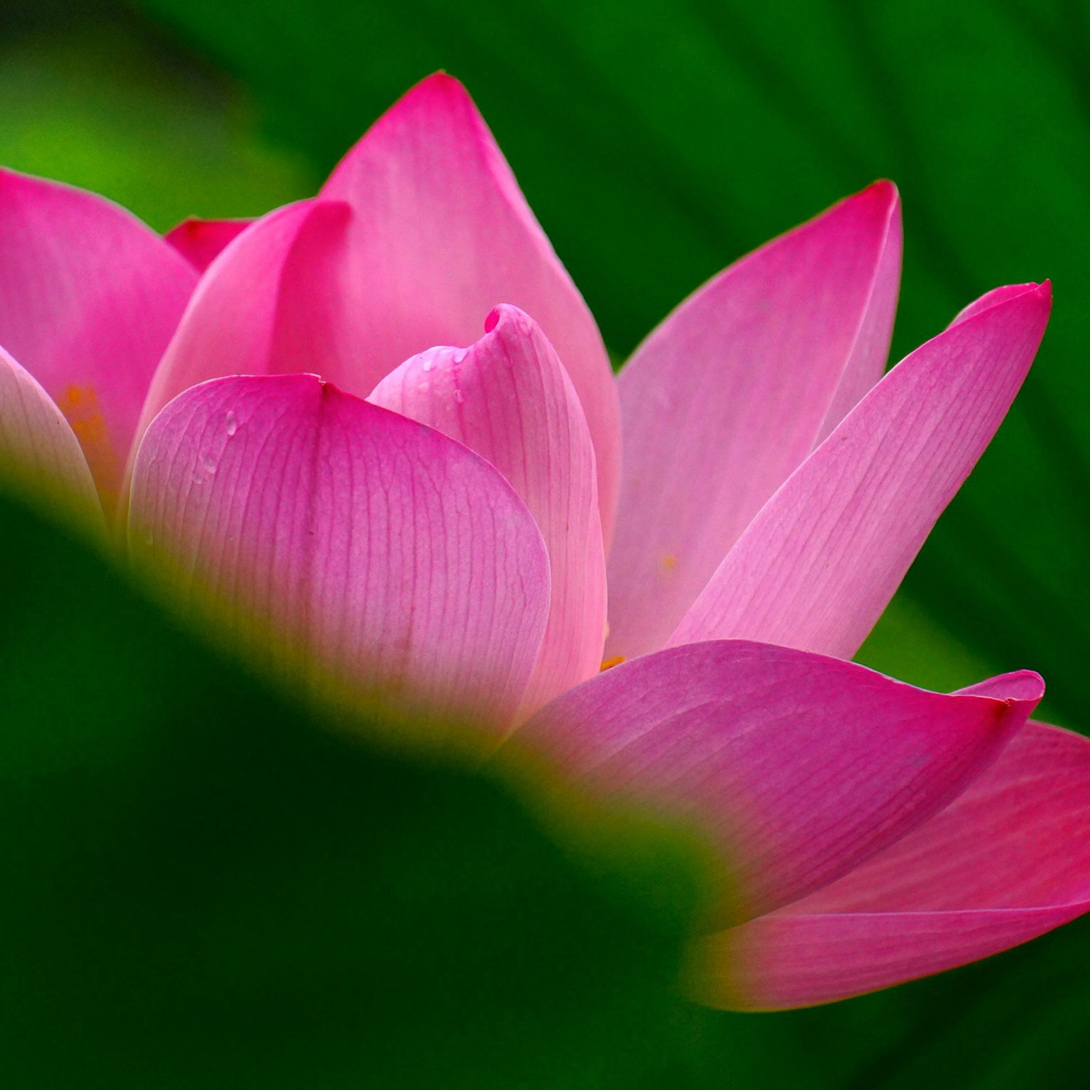 Sony E 55-210mm F4.5-6.3 OSS sample photo. 夏日莲花 photography