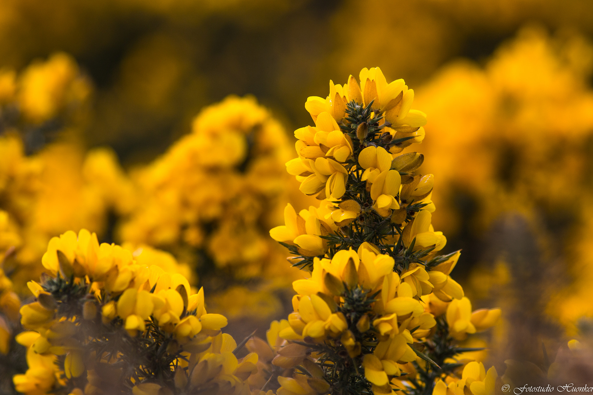 Canon EOS 70D + Canon EF 200mm F2.8L II USM sample photo. Stechginster photography