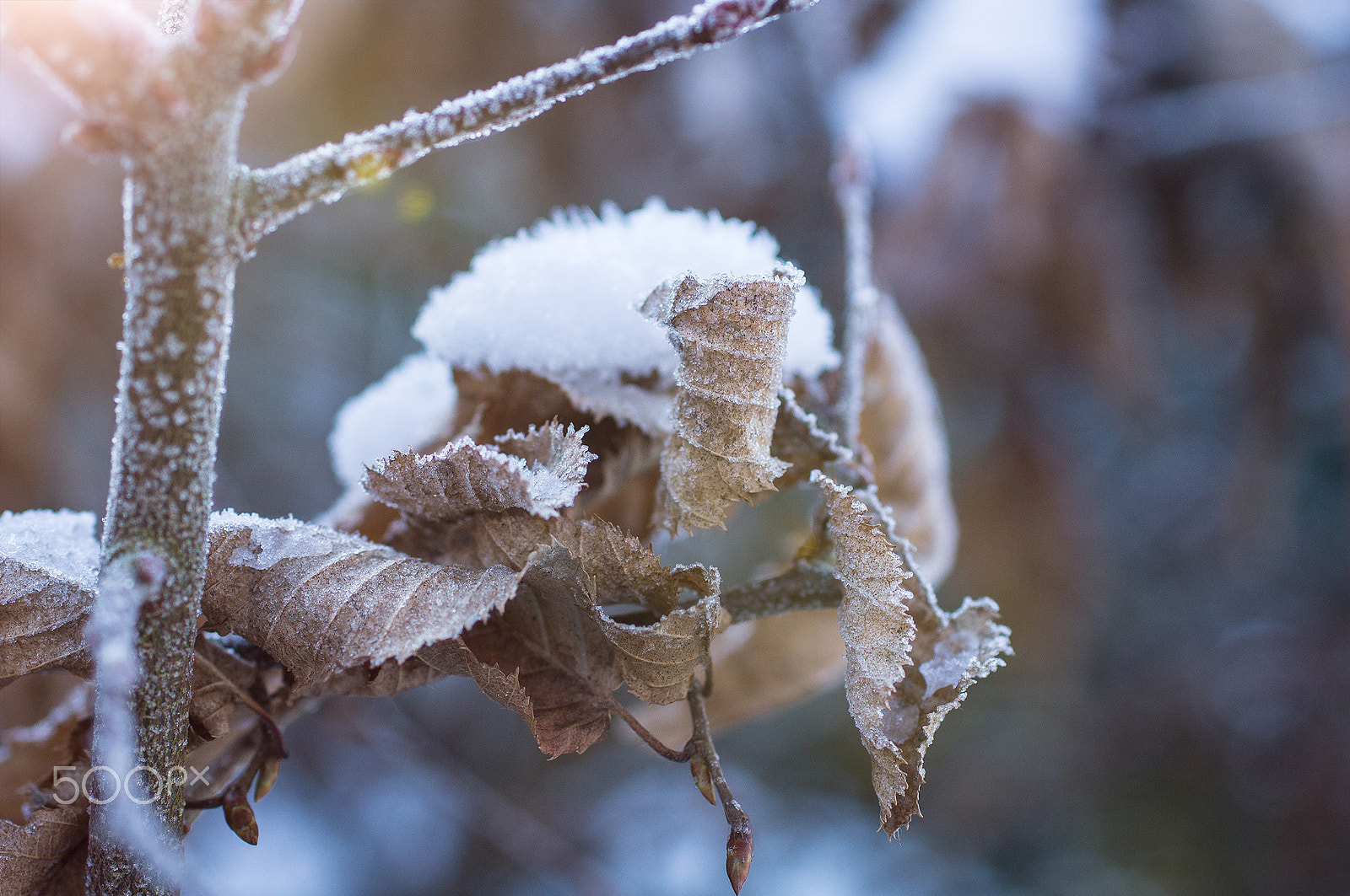 Sony SLT-A57 + Sigma 30mm F1.4 EX DC HSM sample photo. Winter is coming photography