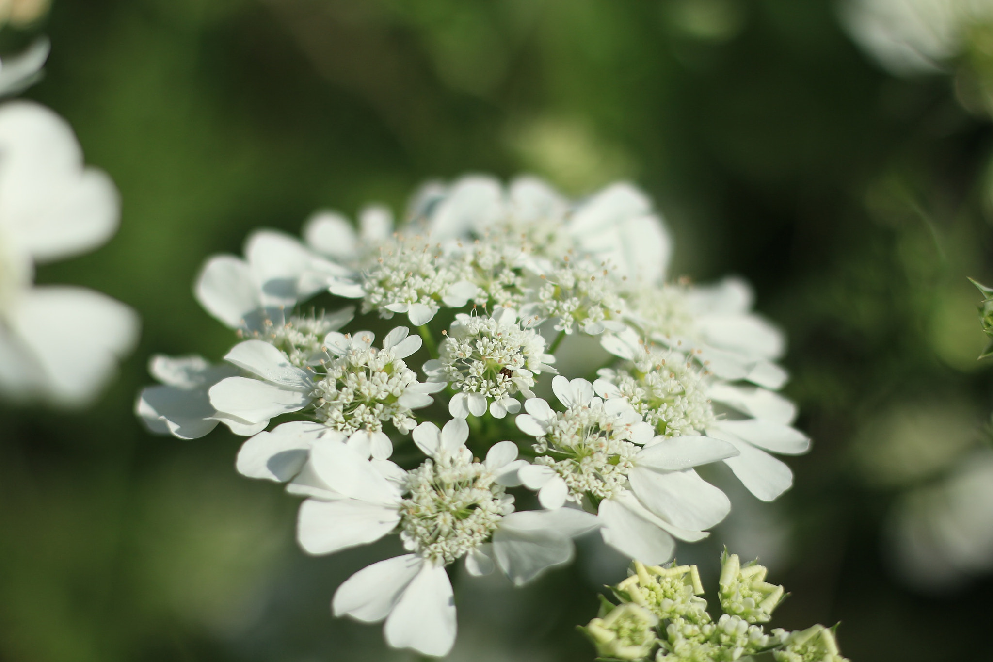 Canon EOS M + Canon EF 50mm F1.8 STM sample photo