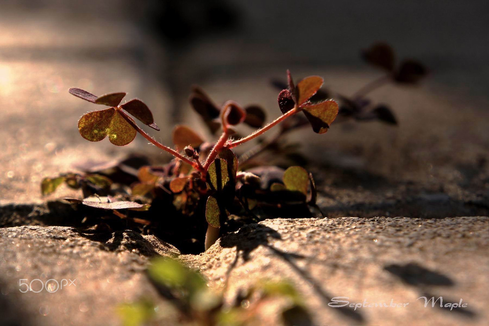 Sony NEX-5C + Sony E 18-55mm F3.5-5.6 OSS sample photo. 野花小品 13 photography