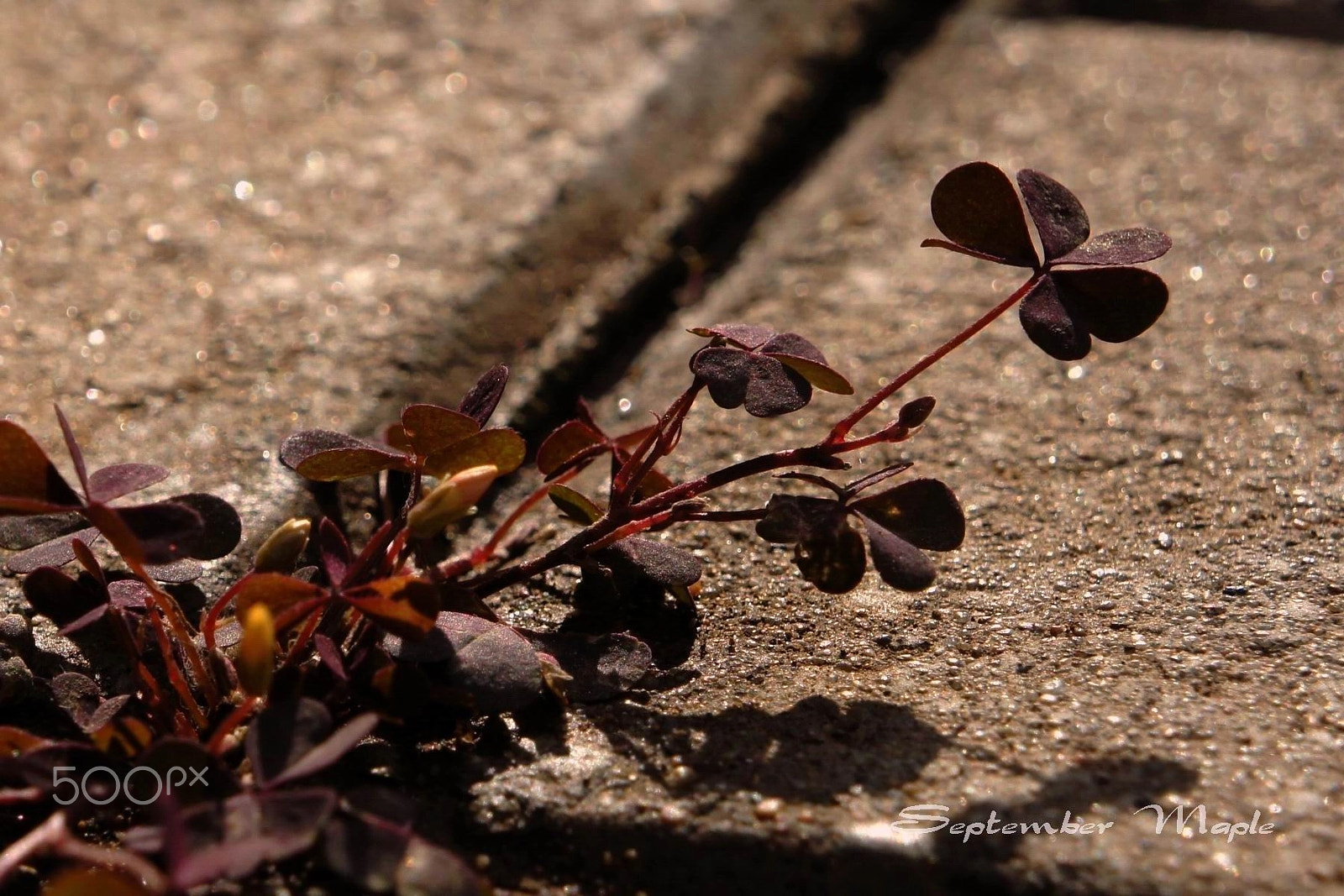 Sony NEX-5C + Sony E 18-55mm F3.5-5.6 OSS sample photo. 野花小品 14 photography