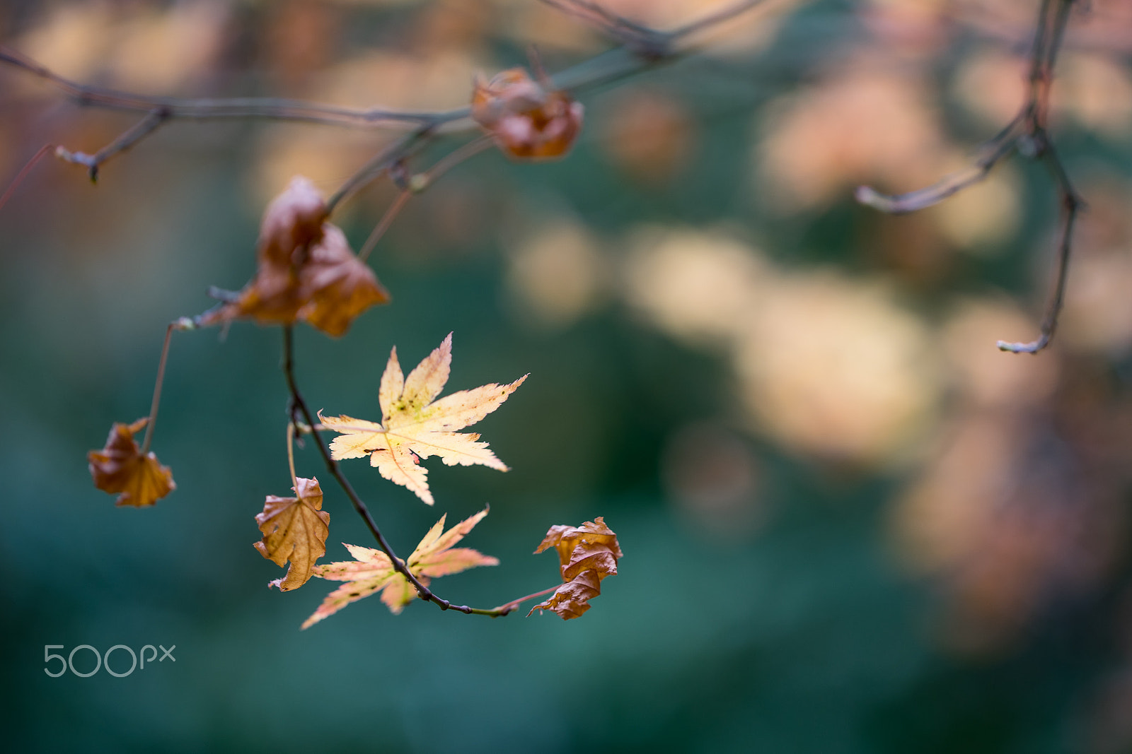 Sony a7 + Canon EF 100mm F2.8L Macro IS USM sample photo. Autumn photography