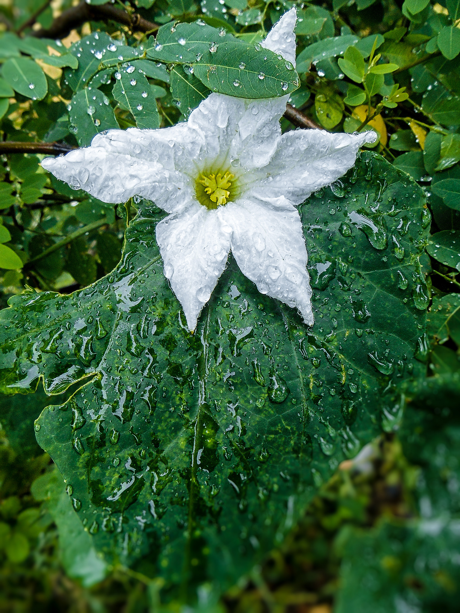 Nikon COOLPIX S3400 sample photo. Flower & leaf-after the rain-0384 photography