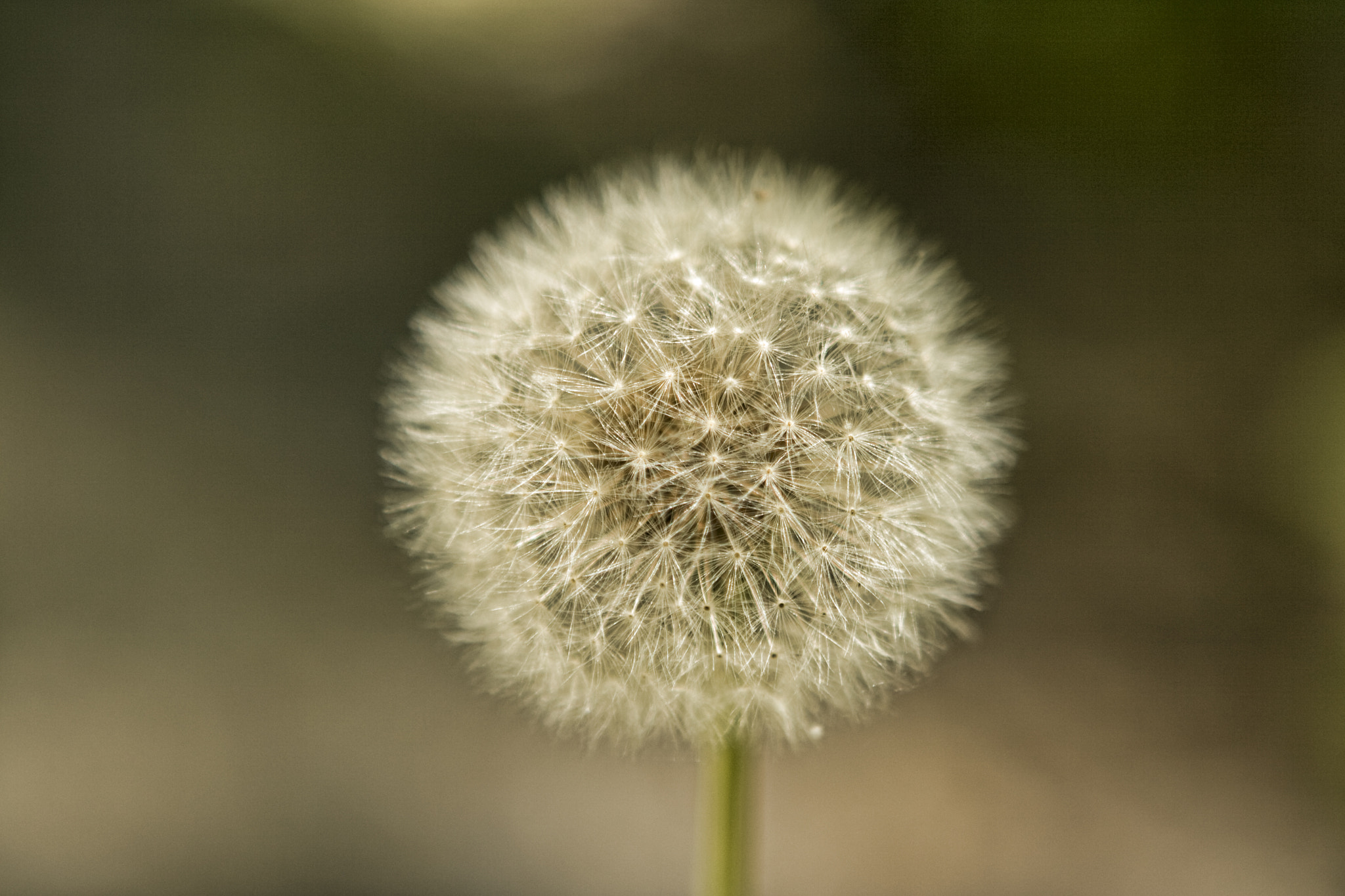 Canon EOS 400D (EOS Digital Rebel XTi / EOS Kiss Digital X) sample photo. Dandelion photography