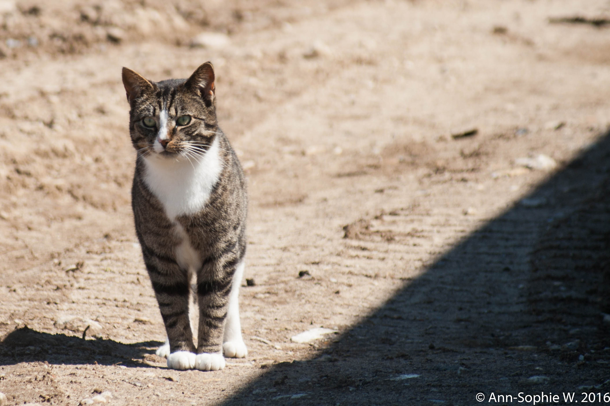 Canon EF 80-200mm F4.5-5.6 II sample photo. Ben photography