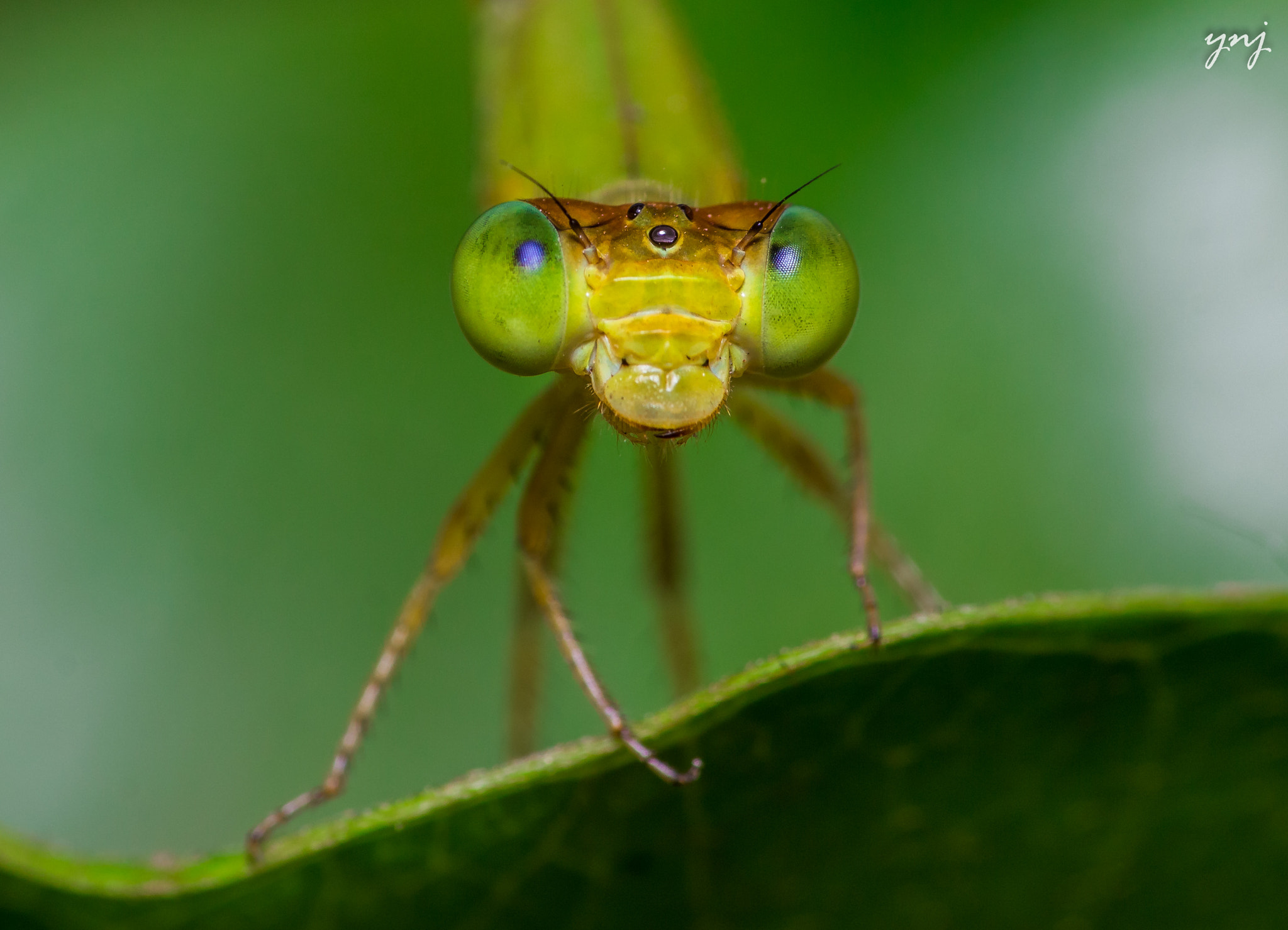 Sigma 70-300mm F4-5.6 APO DG Macro sample photo. Yet another damselfly photography