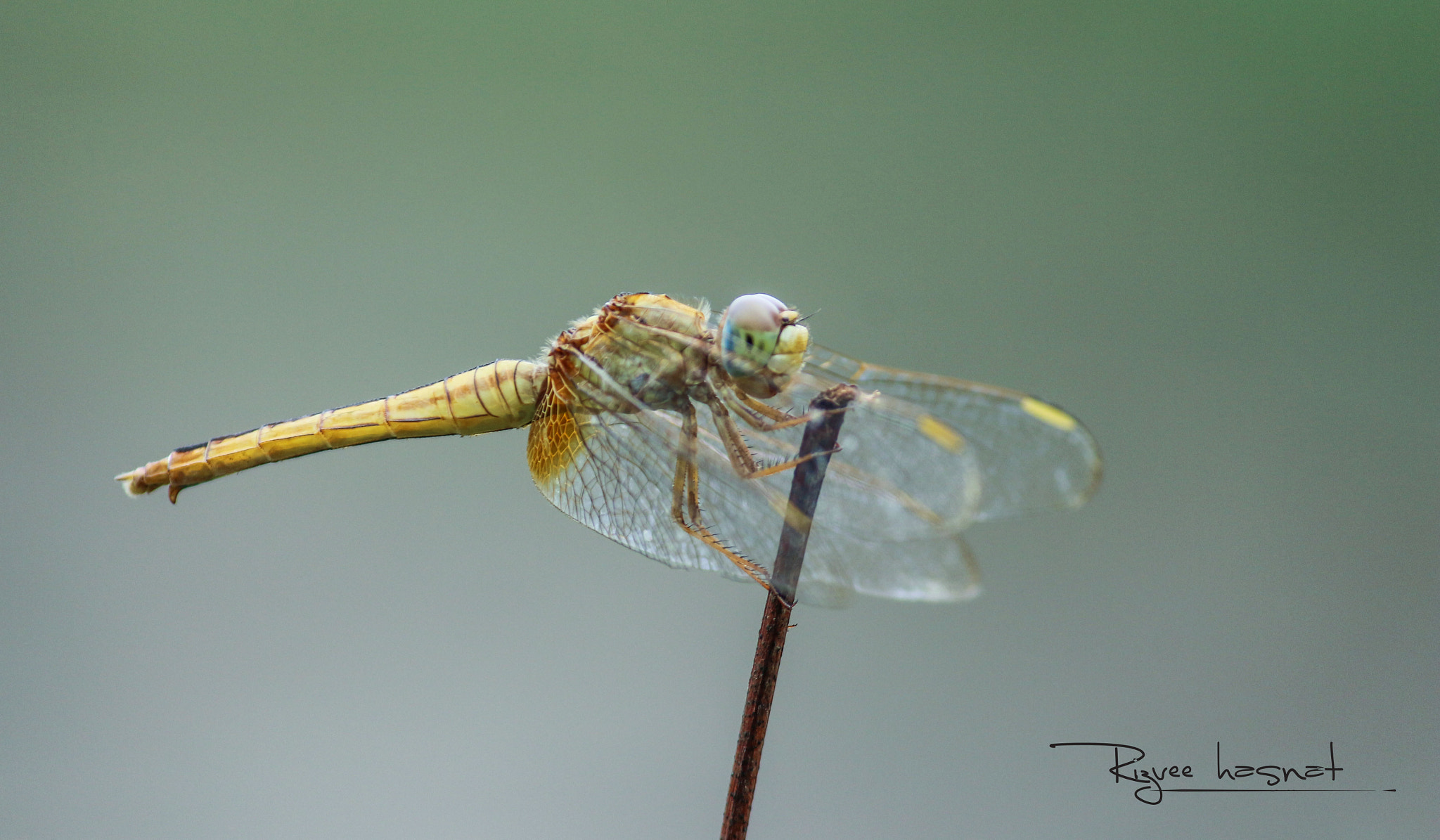 Canon EOS 700D (EOS Rebel T5i / EOS Kiss X7i) sample photo. ঝিঝি পোকা photography