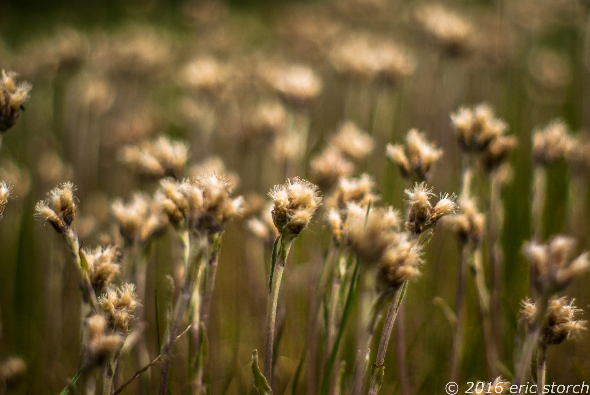 Pentax K10D + A Series Lens sample photo. Faerie field photography