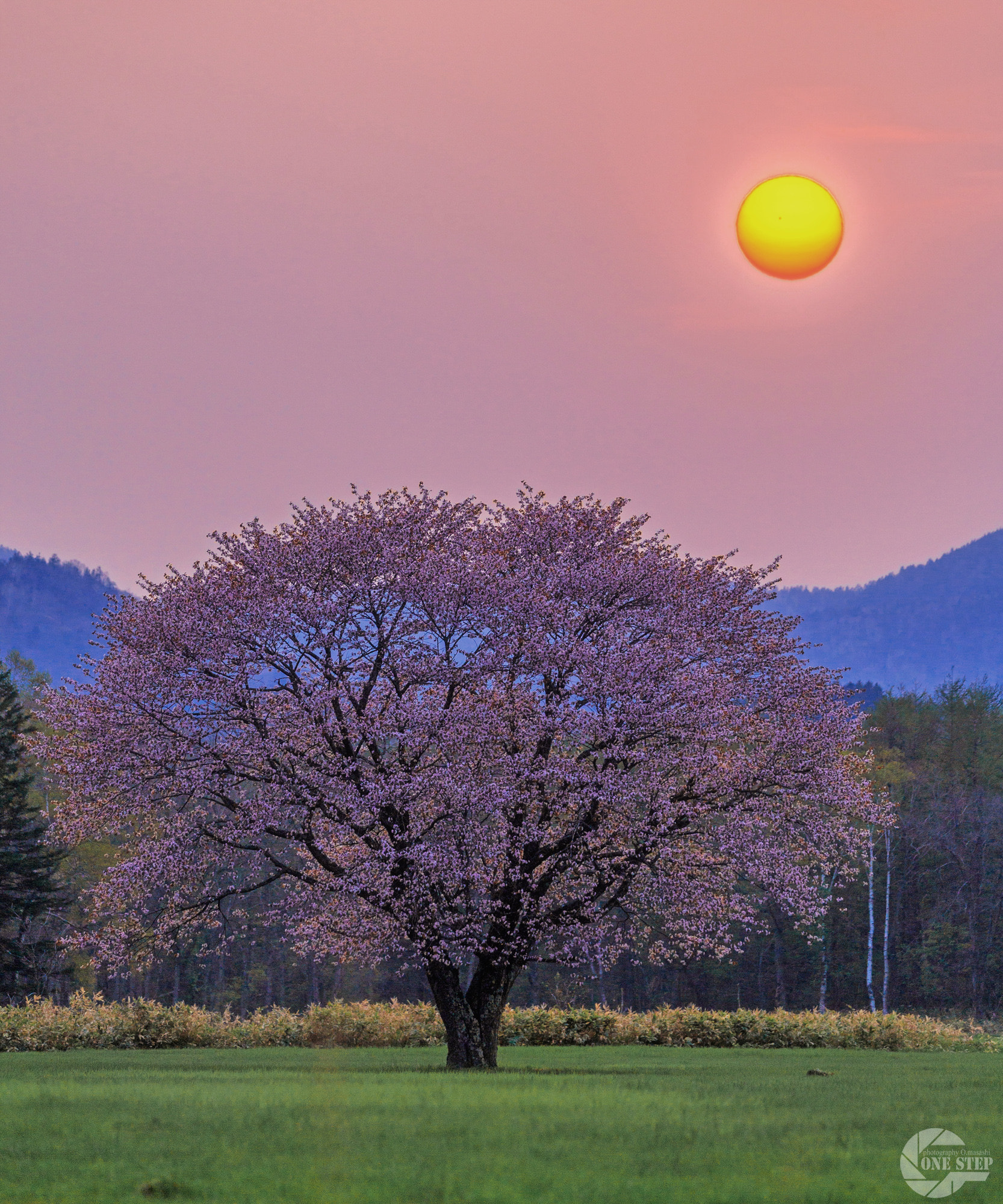 Canon EF 100-400mm F4.5-5.6L IS II USM sample photo. Isolated tree photography