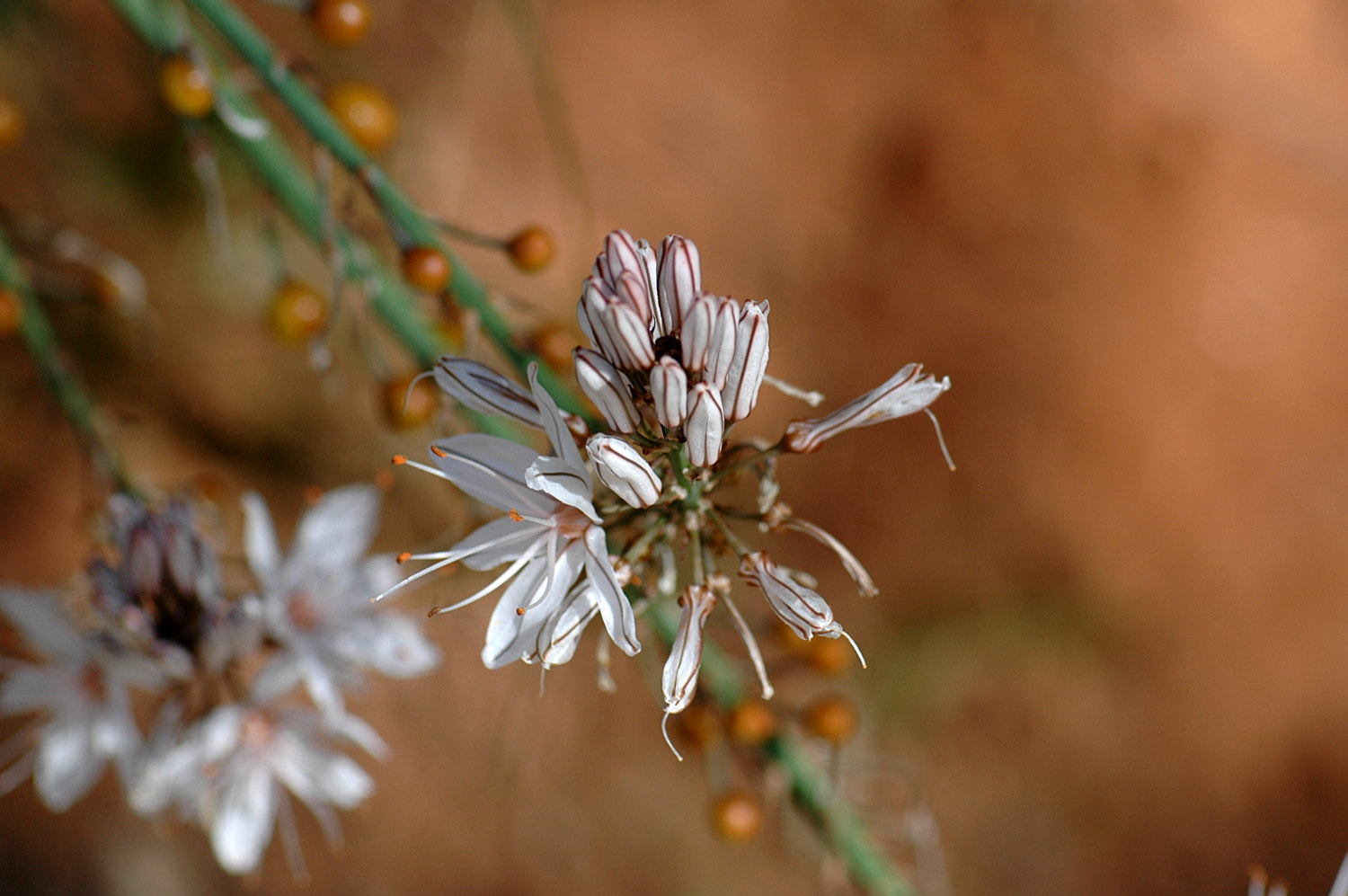 Nikon D70s + Sigma Macro 90mm F2.8 sample photo. A photography