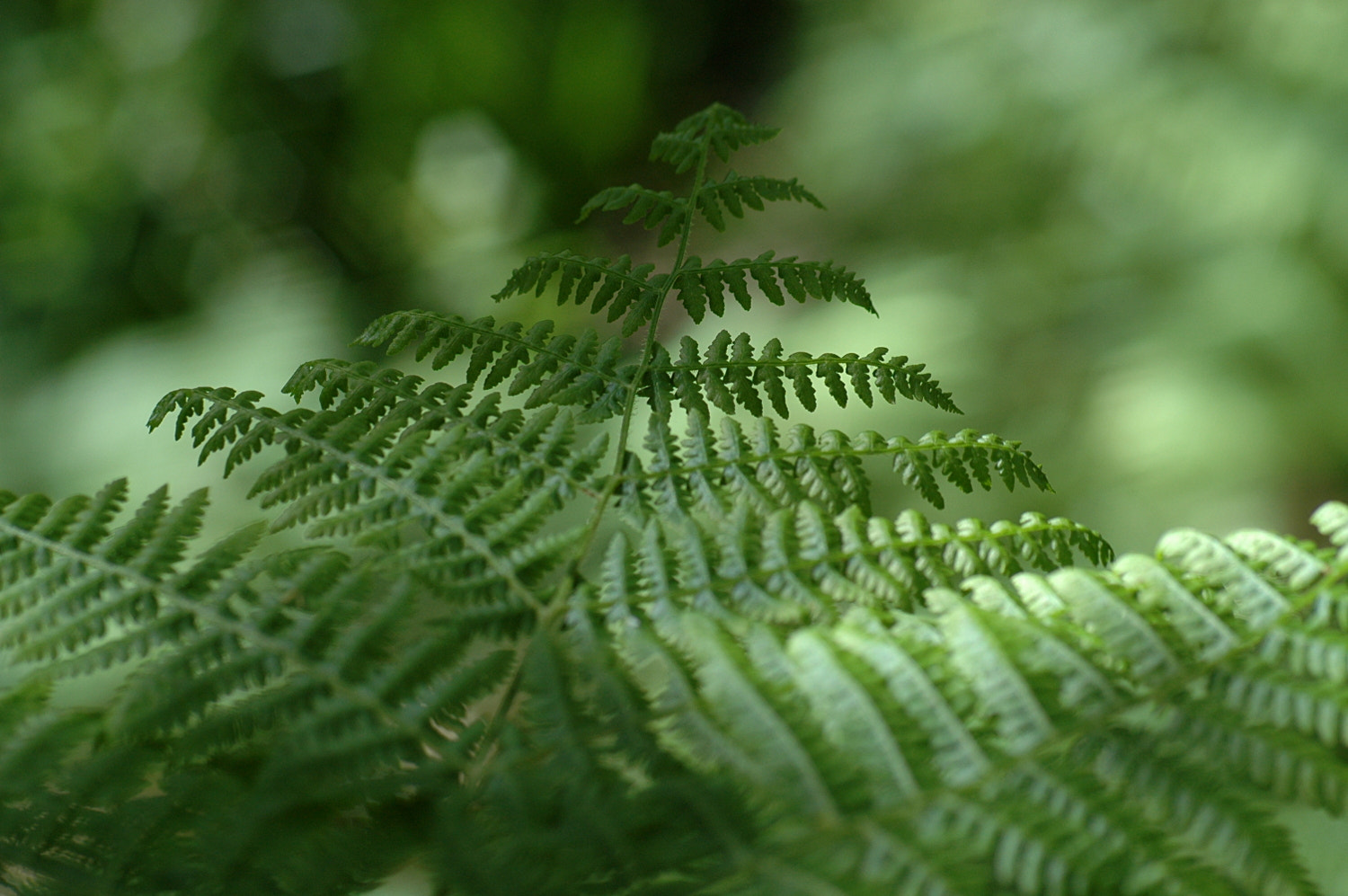 Nikon D70s + Sigma Macro 90mm F2.8 sample photo. A photography