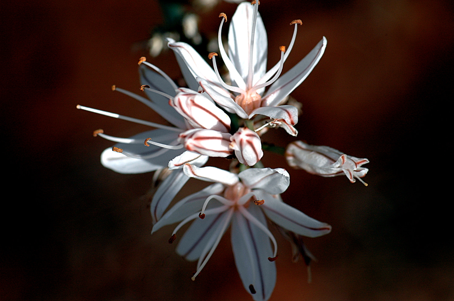 Nikon D70s + Sigma Macro 90mm F2.8 sample photo. A photography