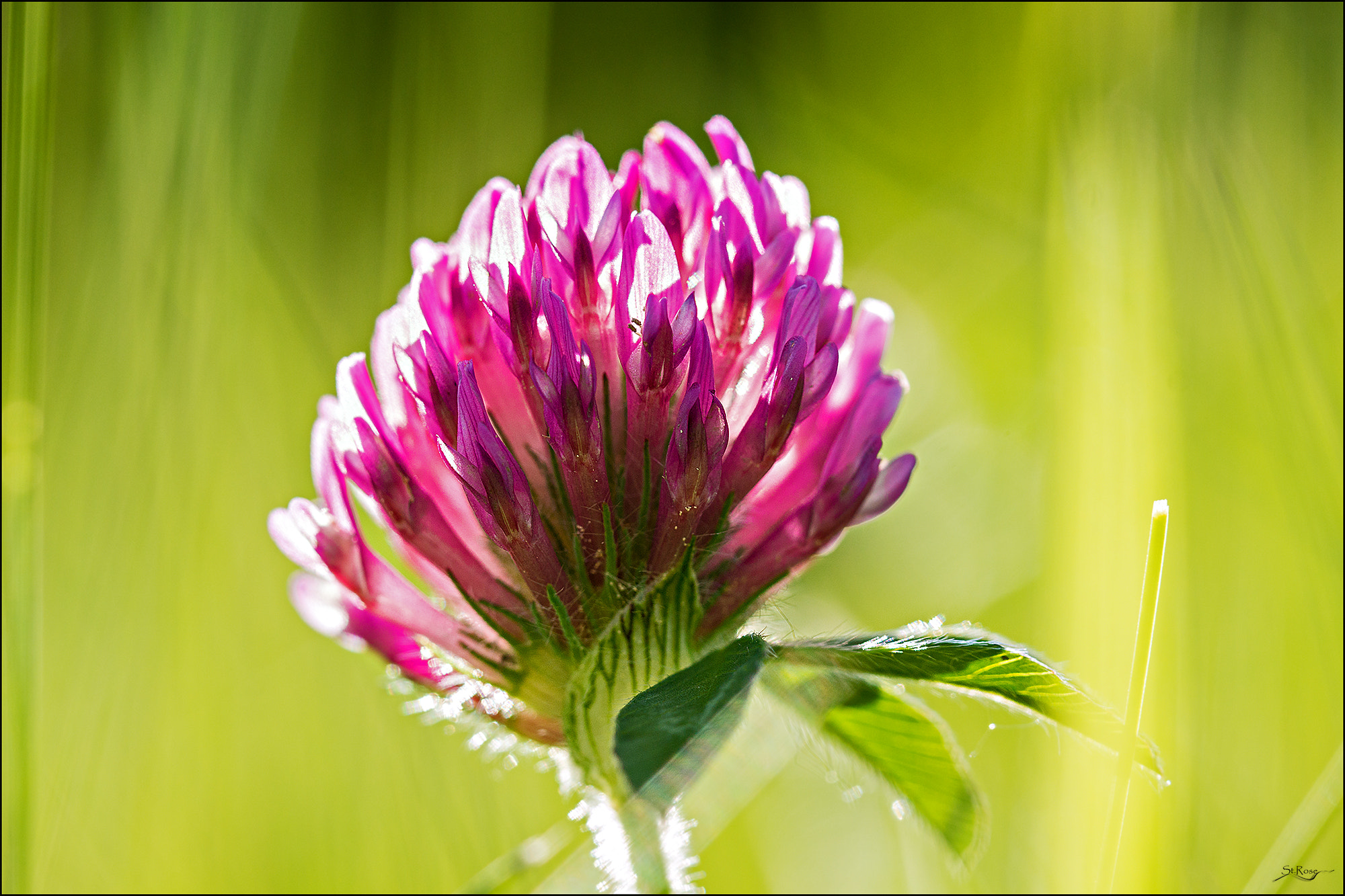 Sony SLT-A77 + 90mm F2.8 Macro SSM sample photo. Red clover photography